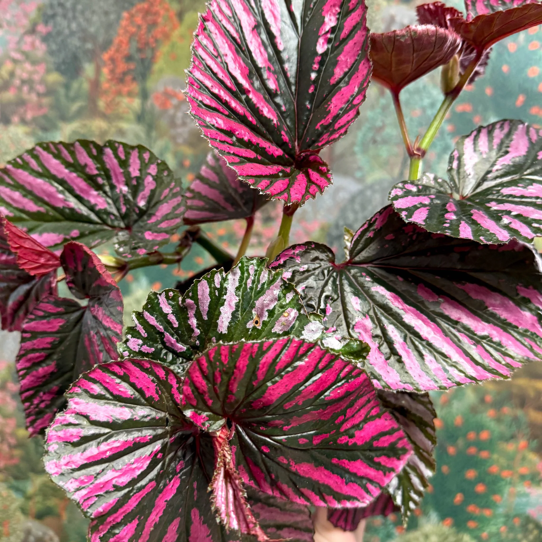 Begonia brevirimosa - Image 10