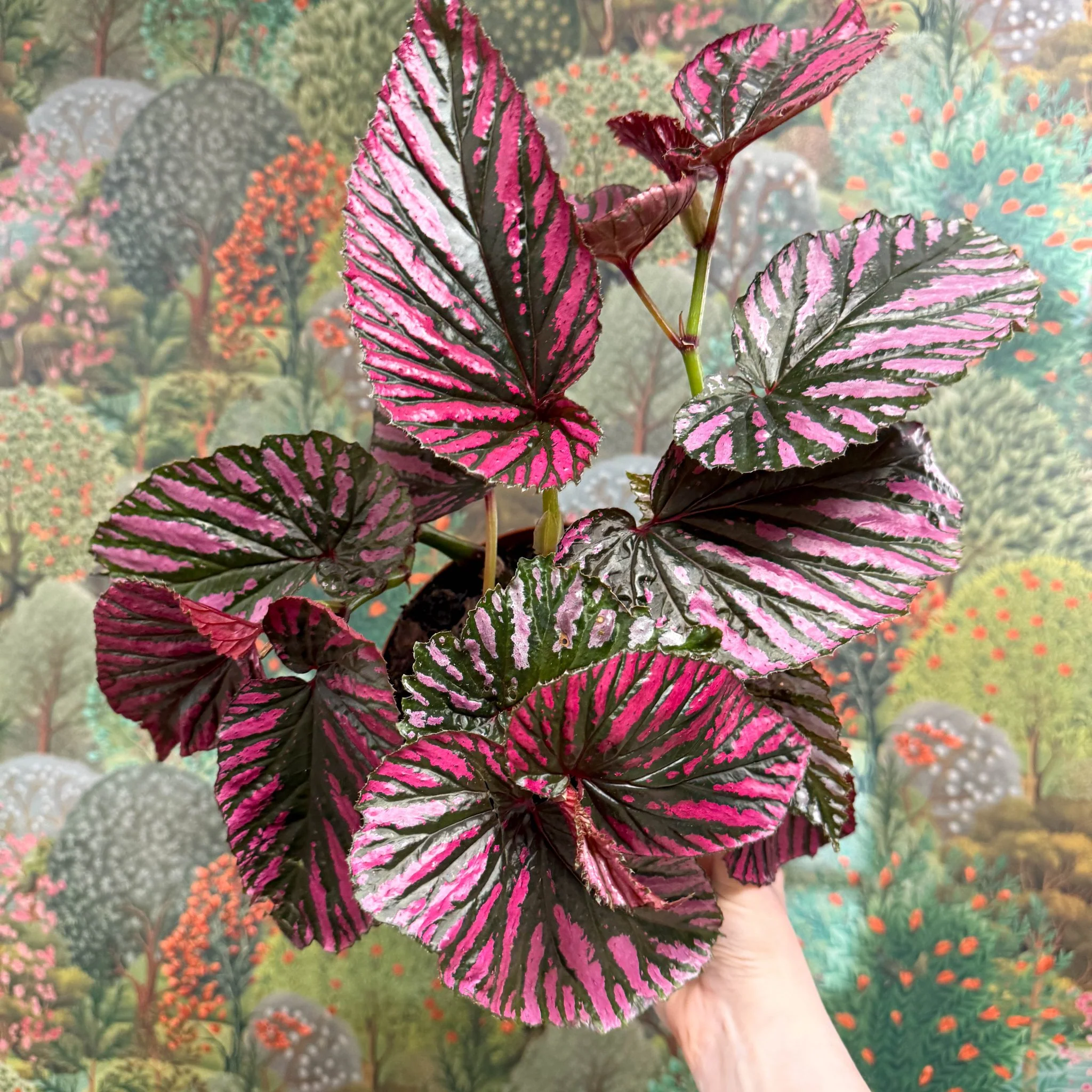 Begonia brevirimosa - Image 11