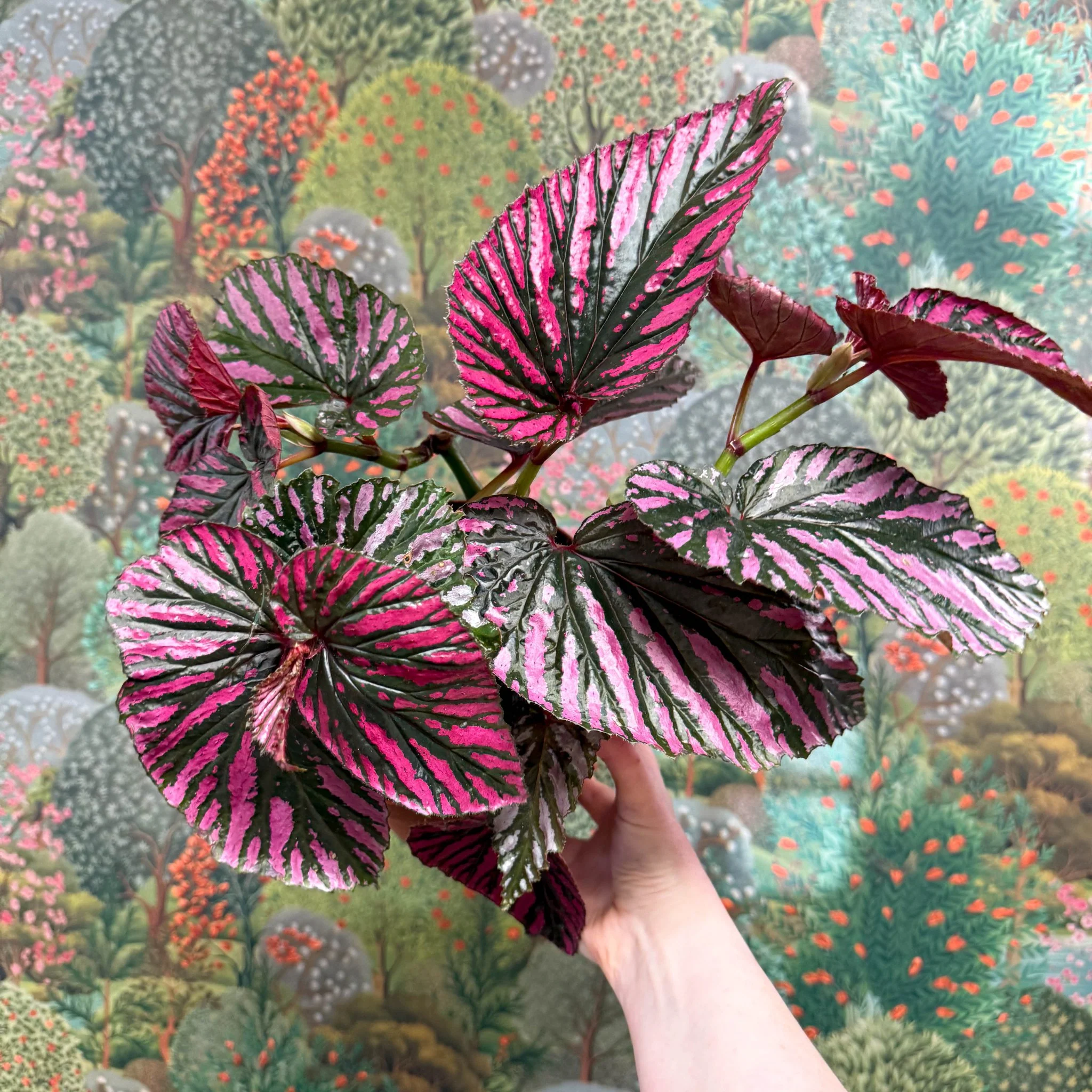 Begonia brevirimosa - Image 2