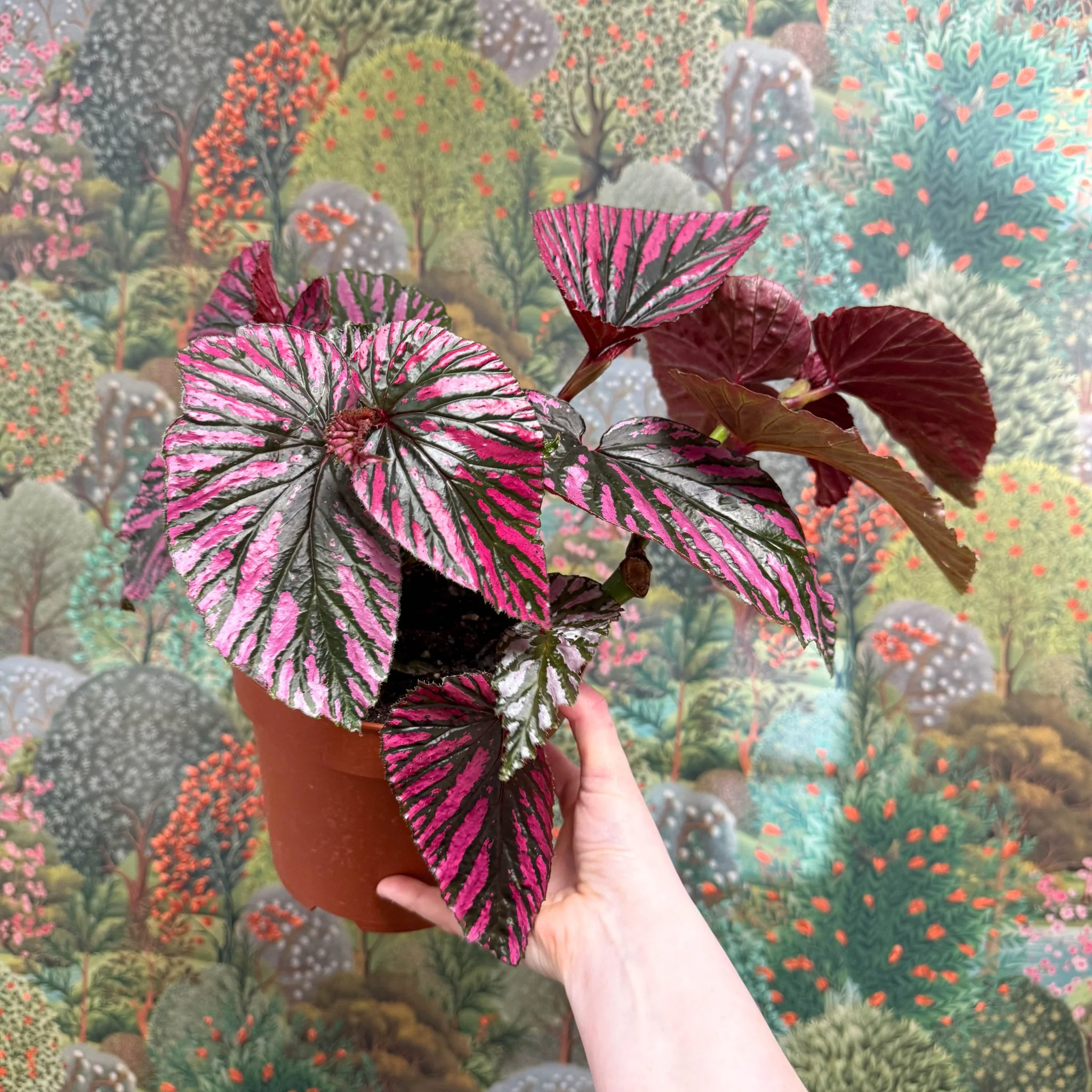 Begonia brevirimosa - Image 3