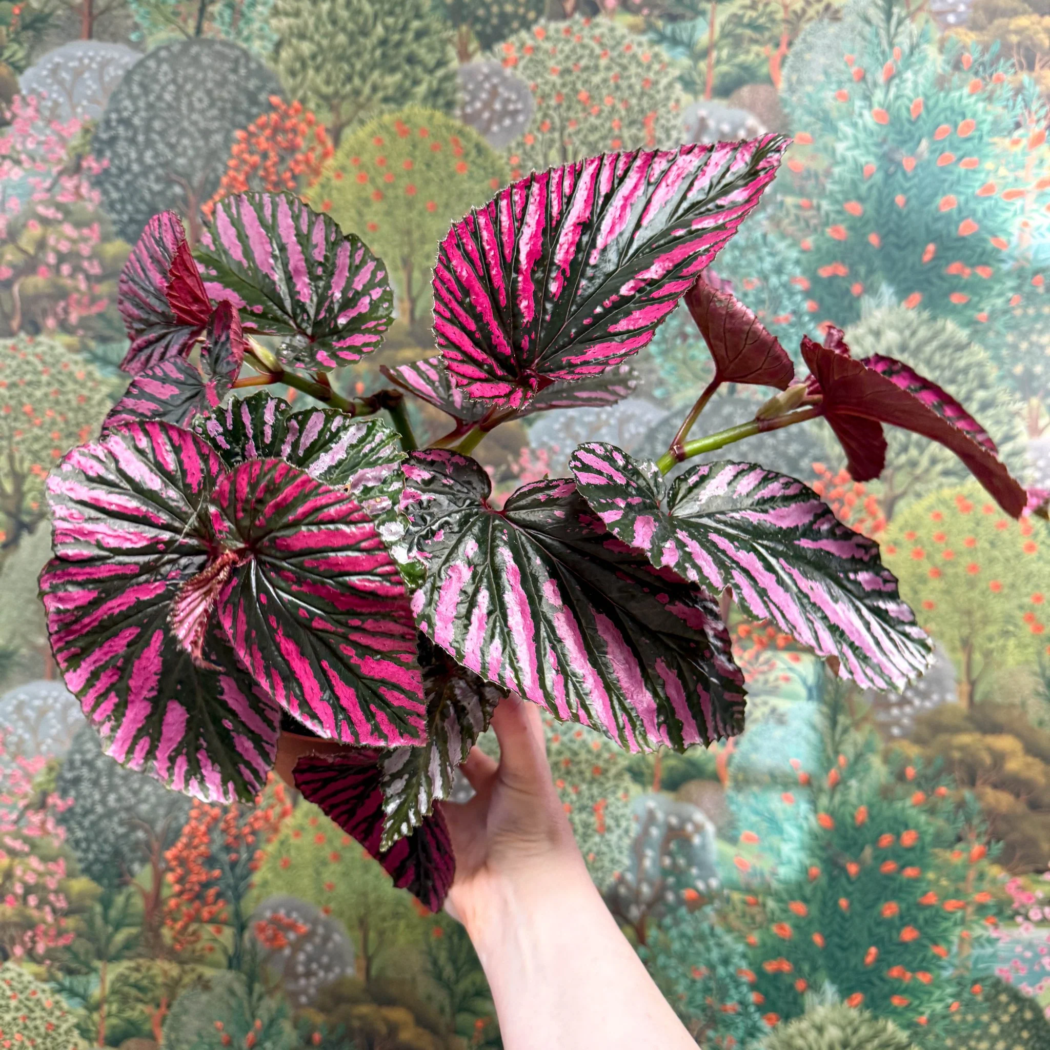 Begonia brevirimosa - Image 4