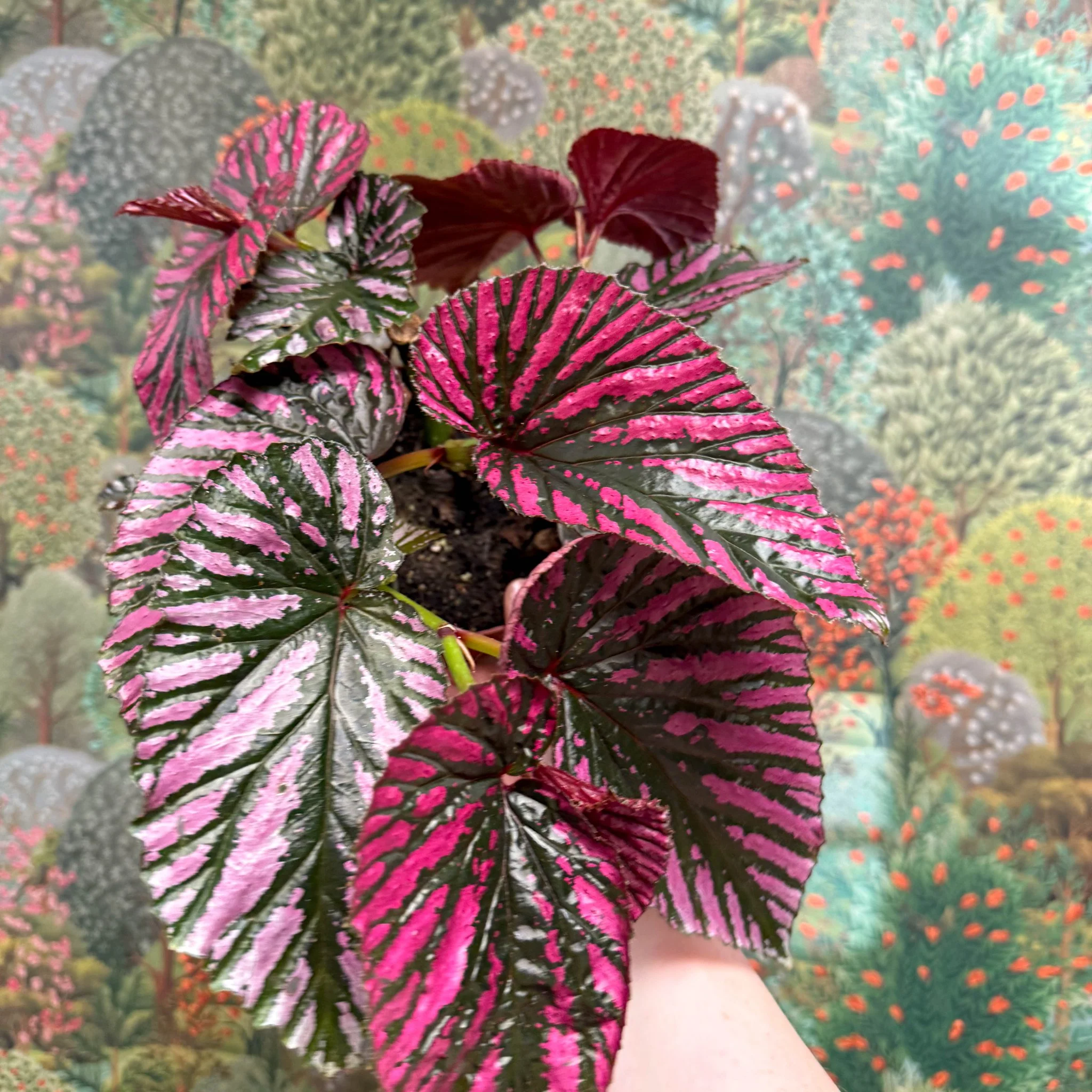 Begonia brevirimosa - Image 5