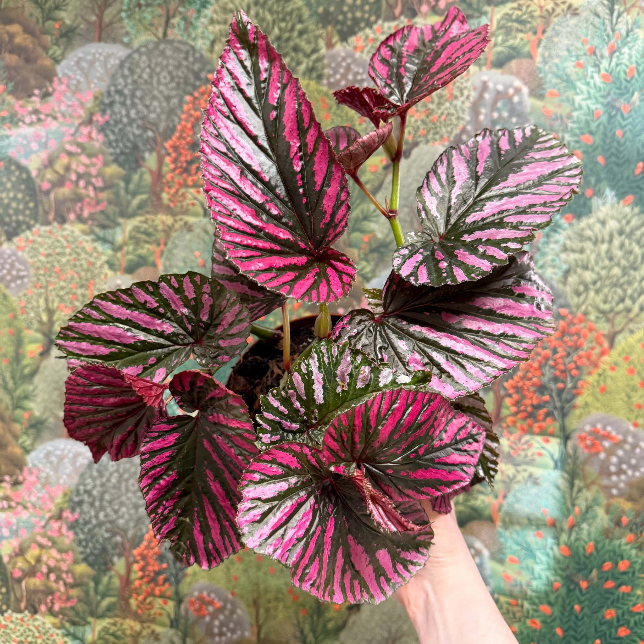 Begonia brevirimosa - Image 6