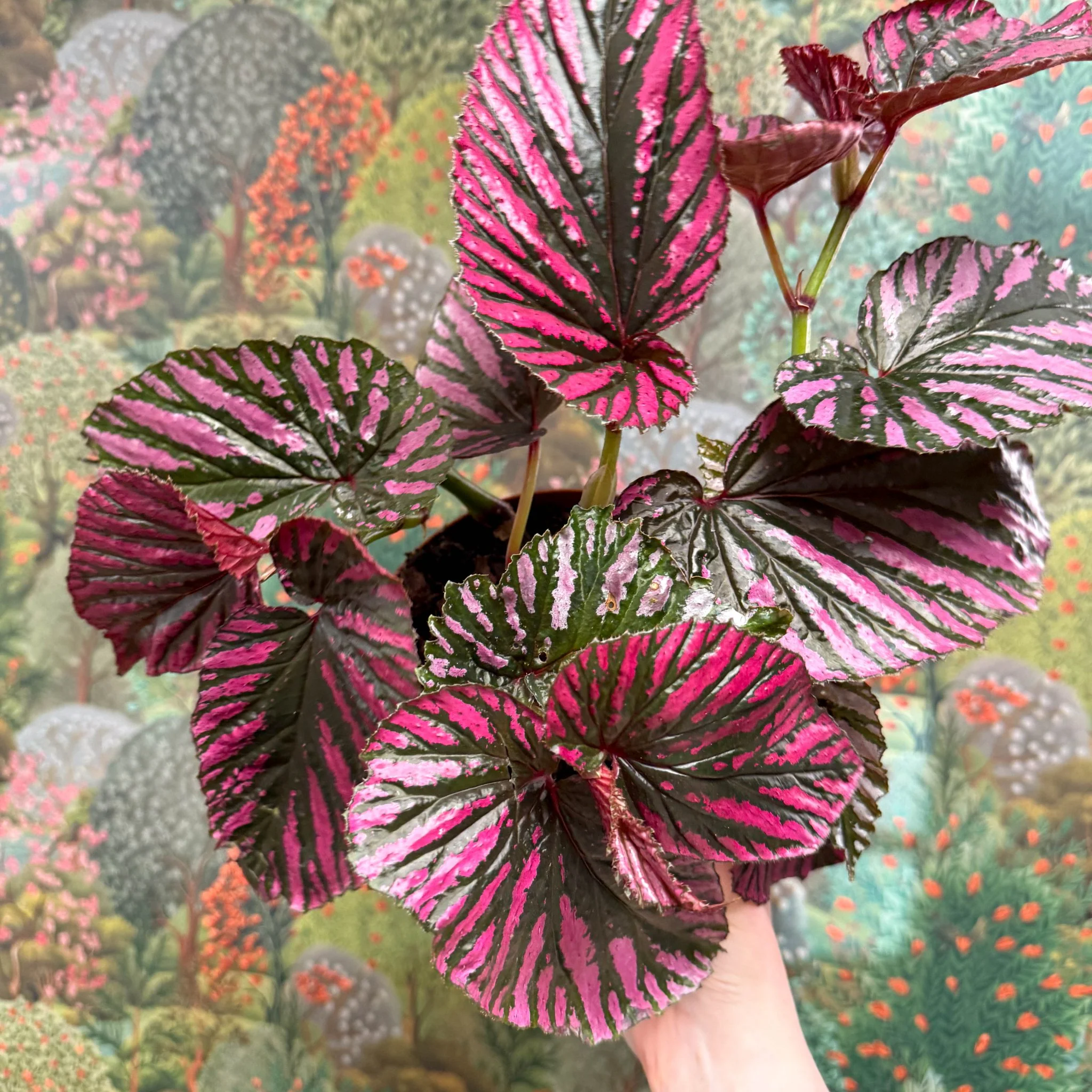 Begonia brevirimosa - Image 7