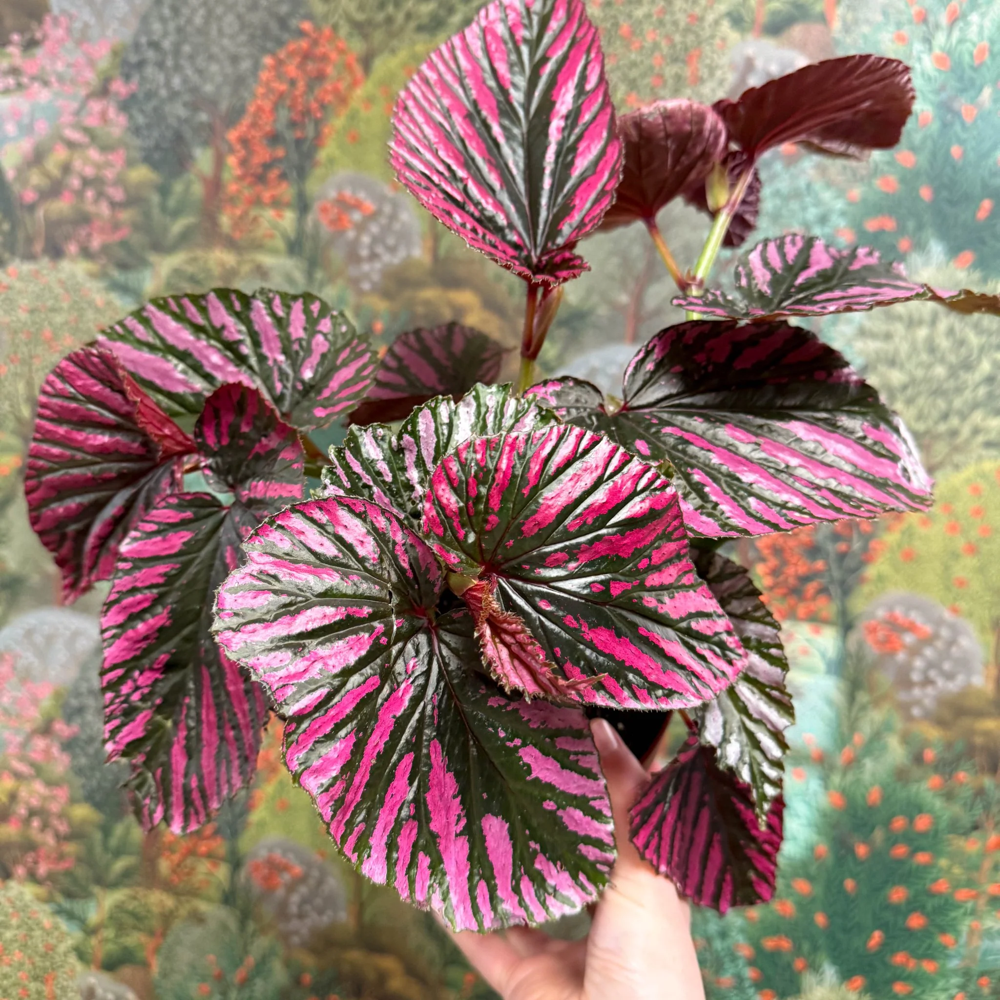 Begonia brevirimosa - Image 8