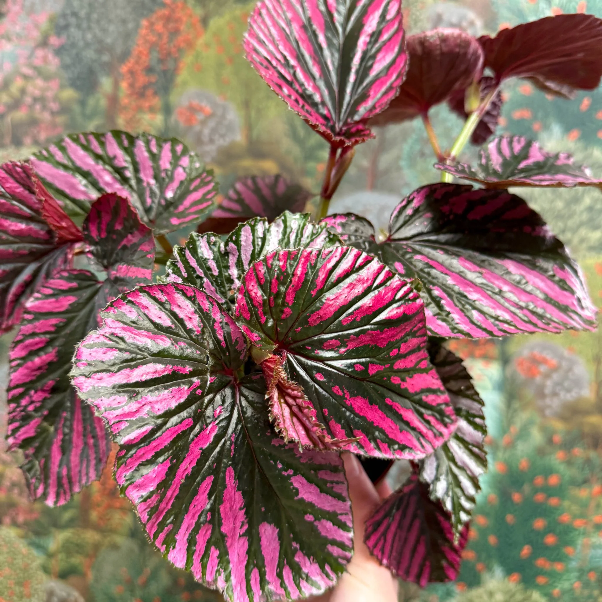 Begonia brevirimosa - Image 9
