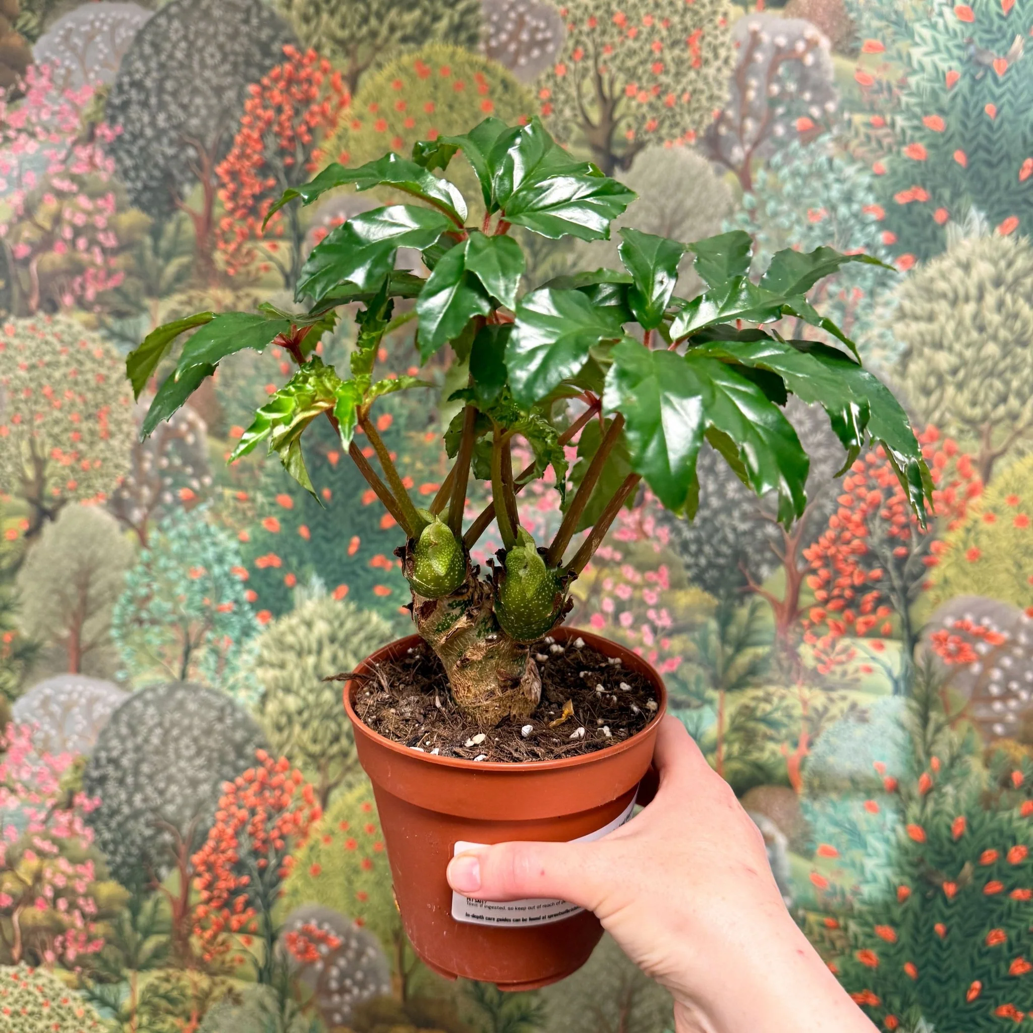 Begonia carolineifolia ‘Highlander’ – Palm Leaf Begonia - Image 3