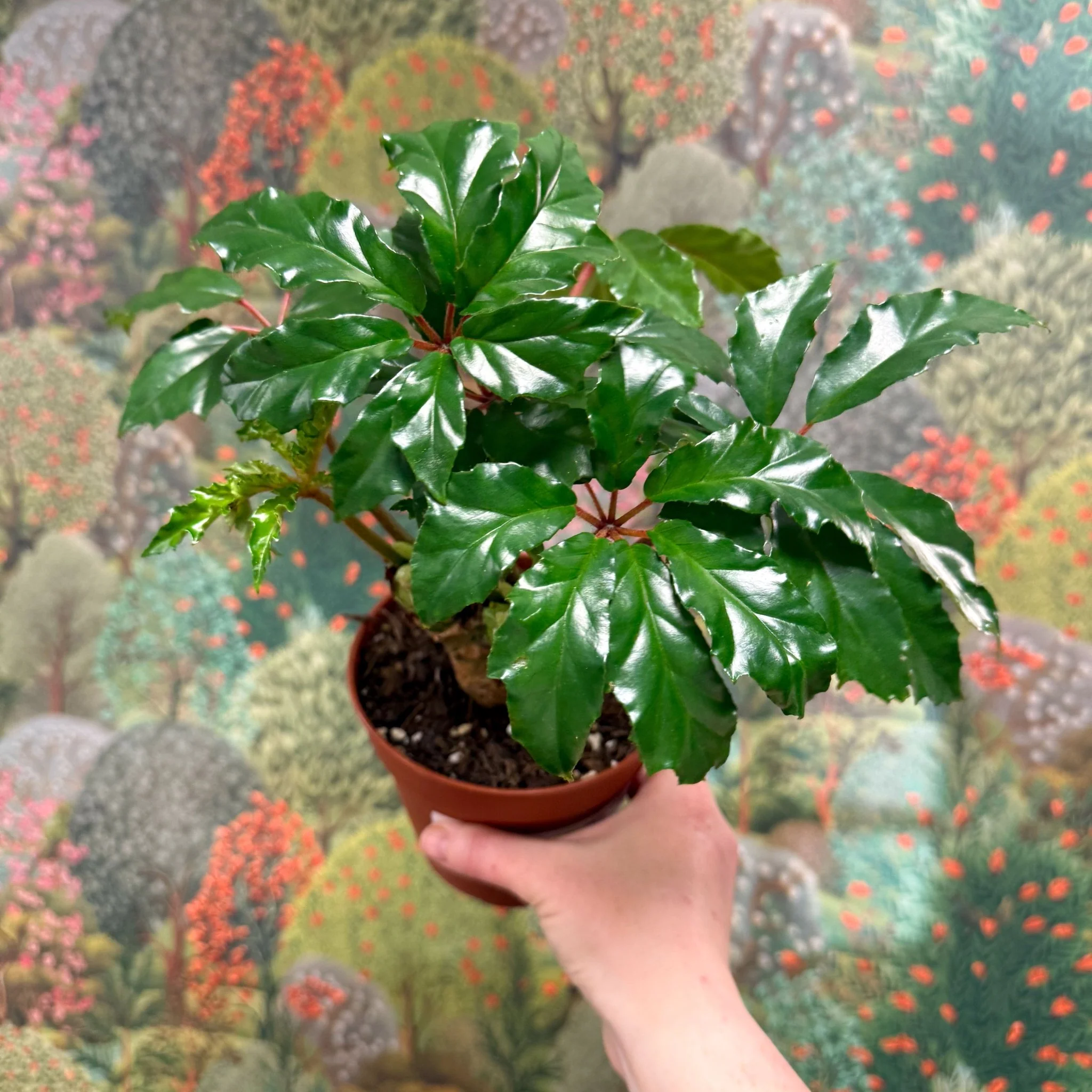 Begonia carolineifolia ‘Highlander’ – Palm Leaf Begonia - Image 4