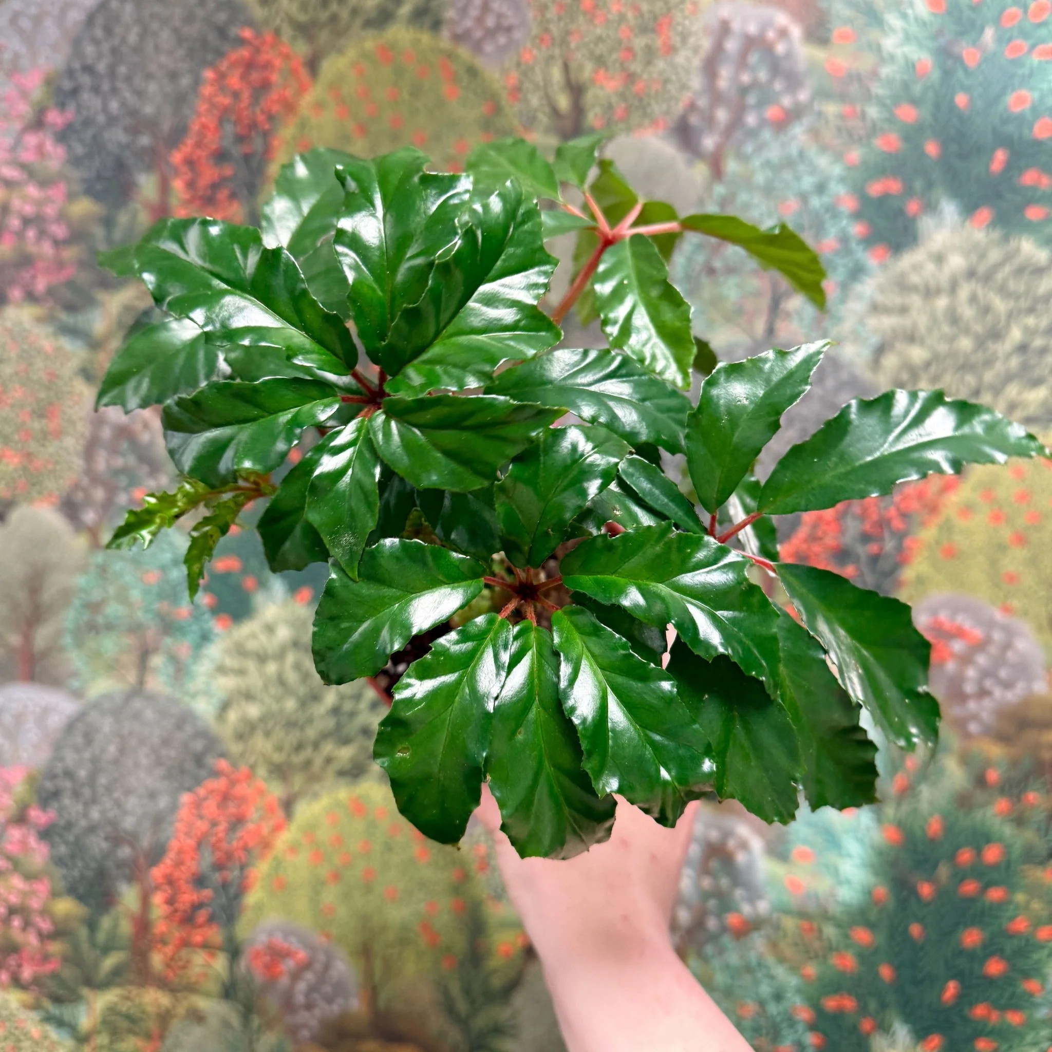 Begonia carolineifolia ‘Highlander’ – Palm Leaf Begonia - Image 5