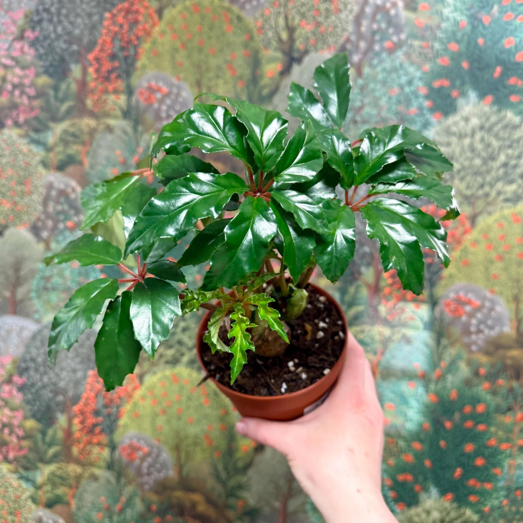 Begonia carolineifolia ‘Highlander’ – Palm Leaf Begonia - Image 6
