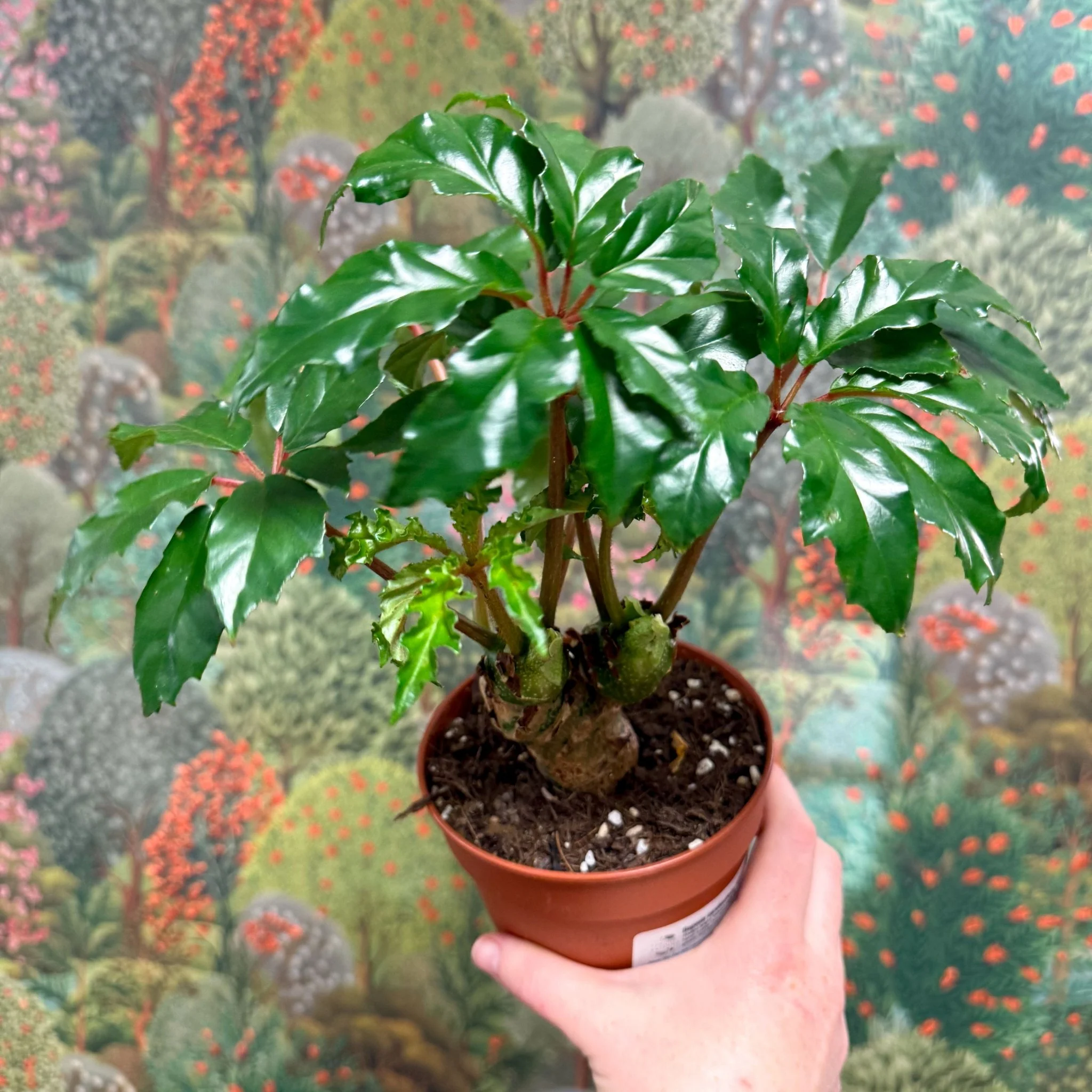 Begonia carolineifolia ‘Highlander’ – Palm Leaf Begonia - Image 7