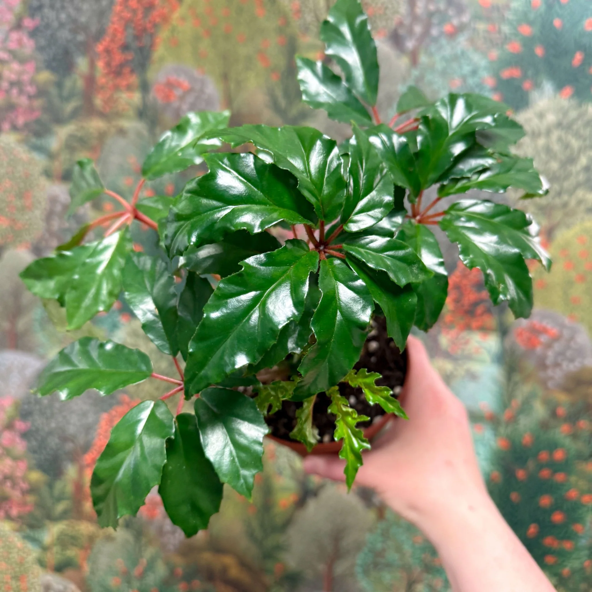 Begonia carolineifolia ‘Highlander’ – Palm Leaf Begonia - Image 8