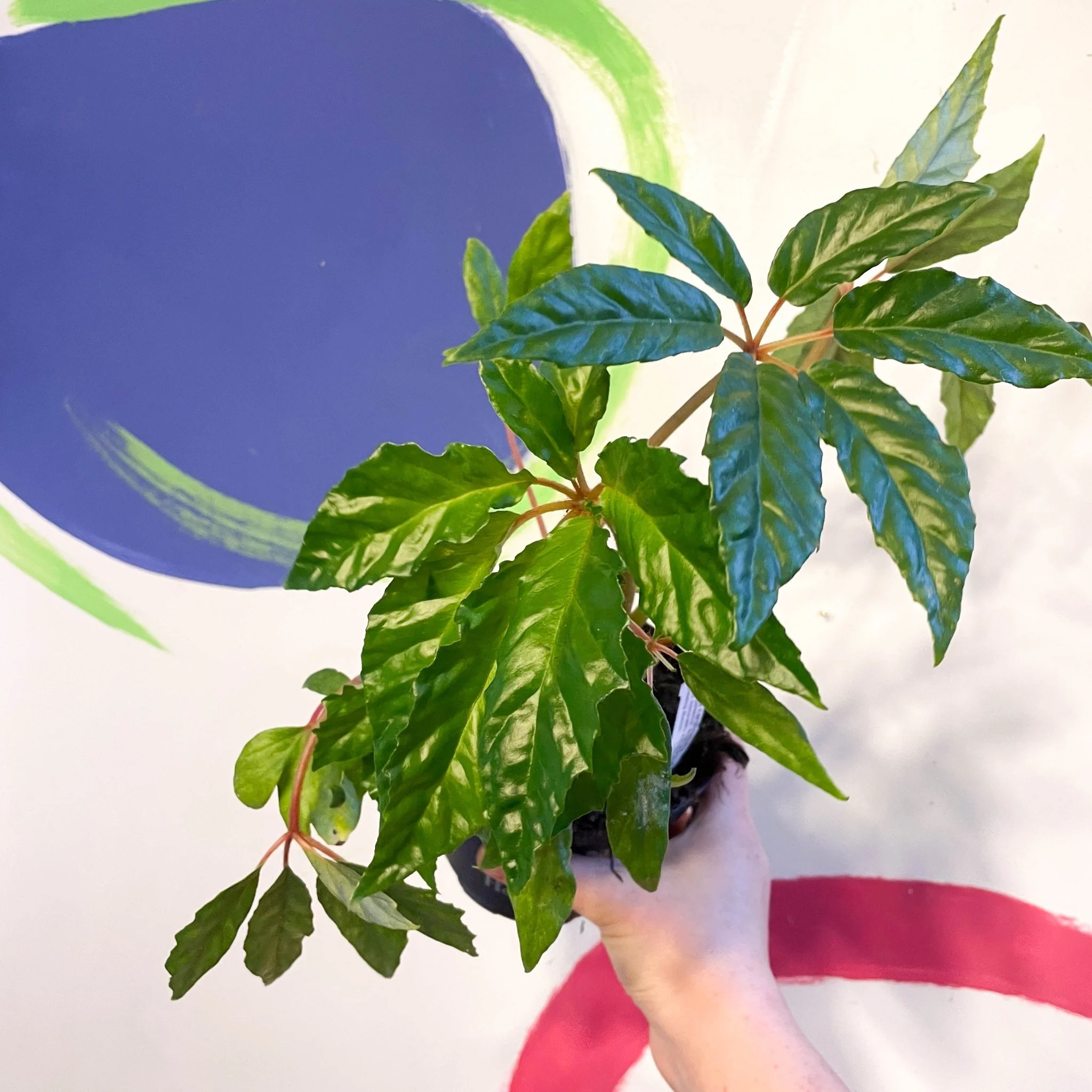 Begonia carolineifolia - Welsh Grown