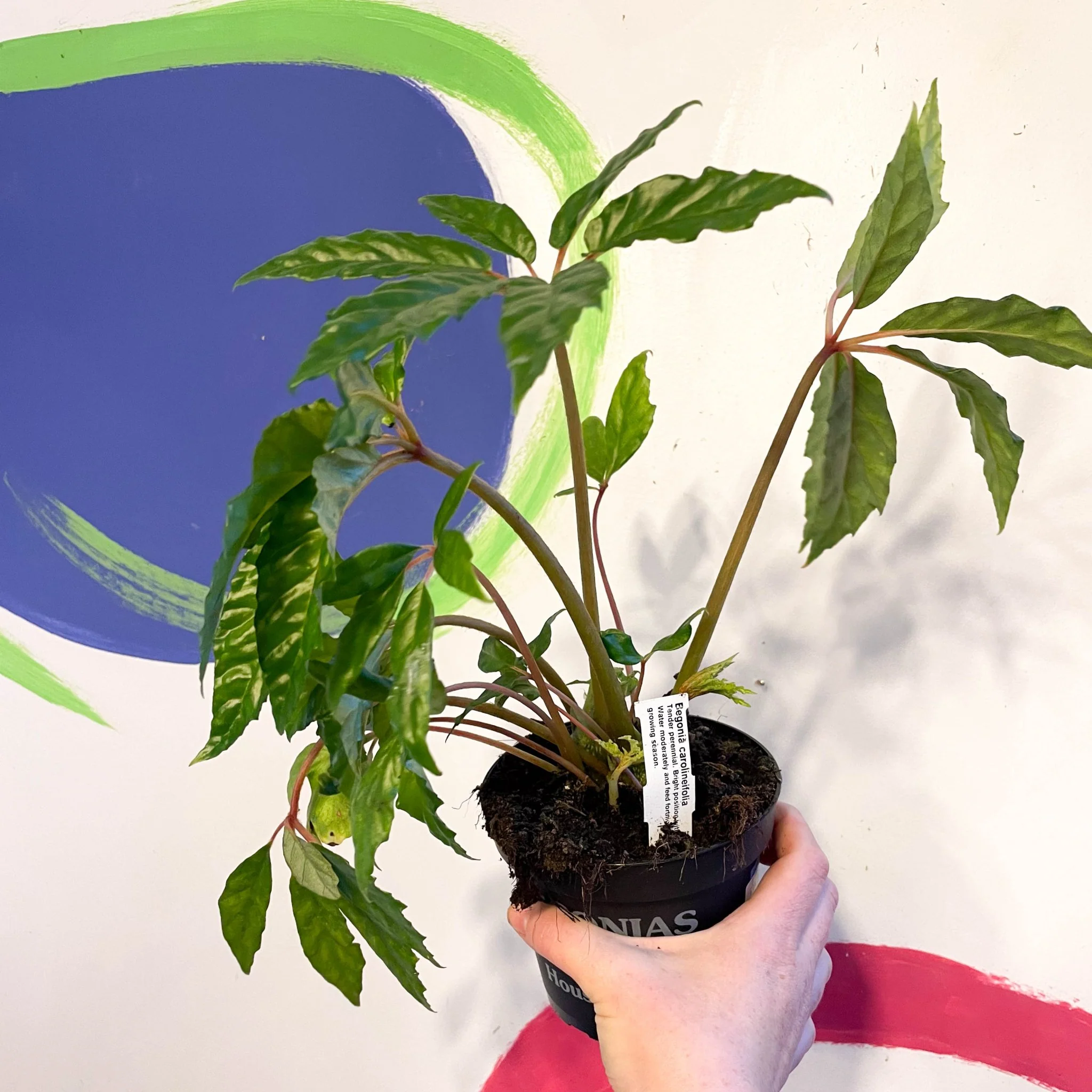 Begonia carolineifolia - Welsh Grown - Image 2