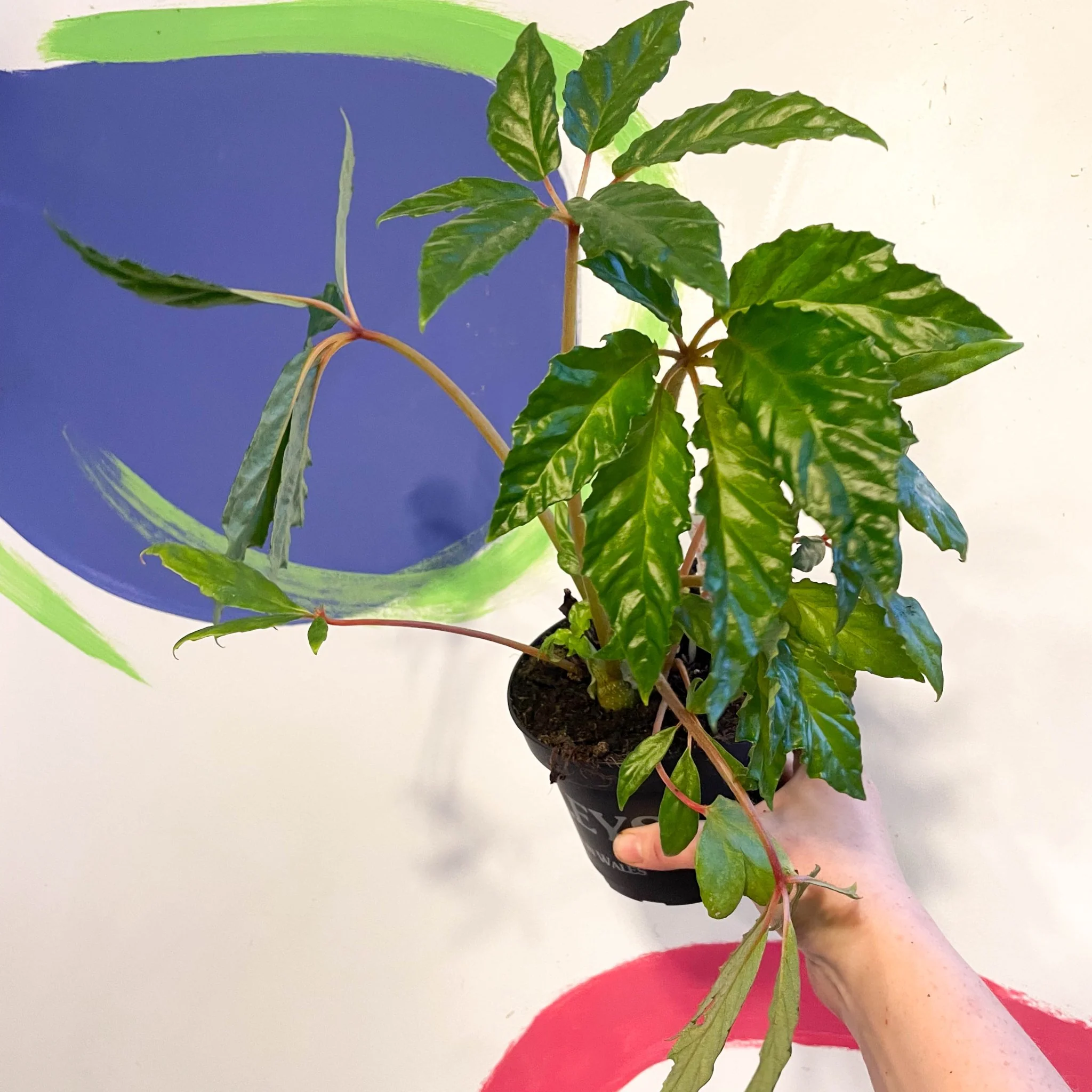 Begonia carolineifolia - Welsh Grown - Image 3
