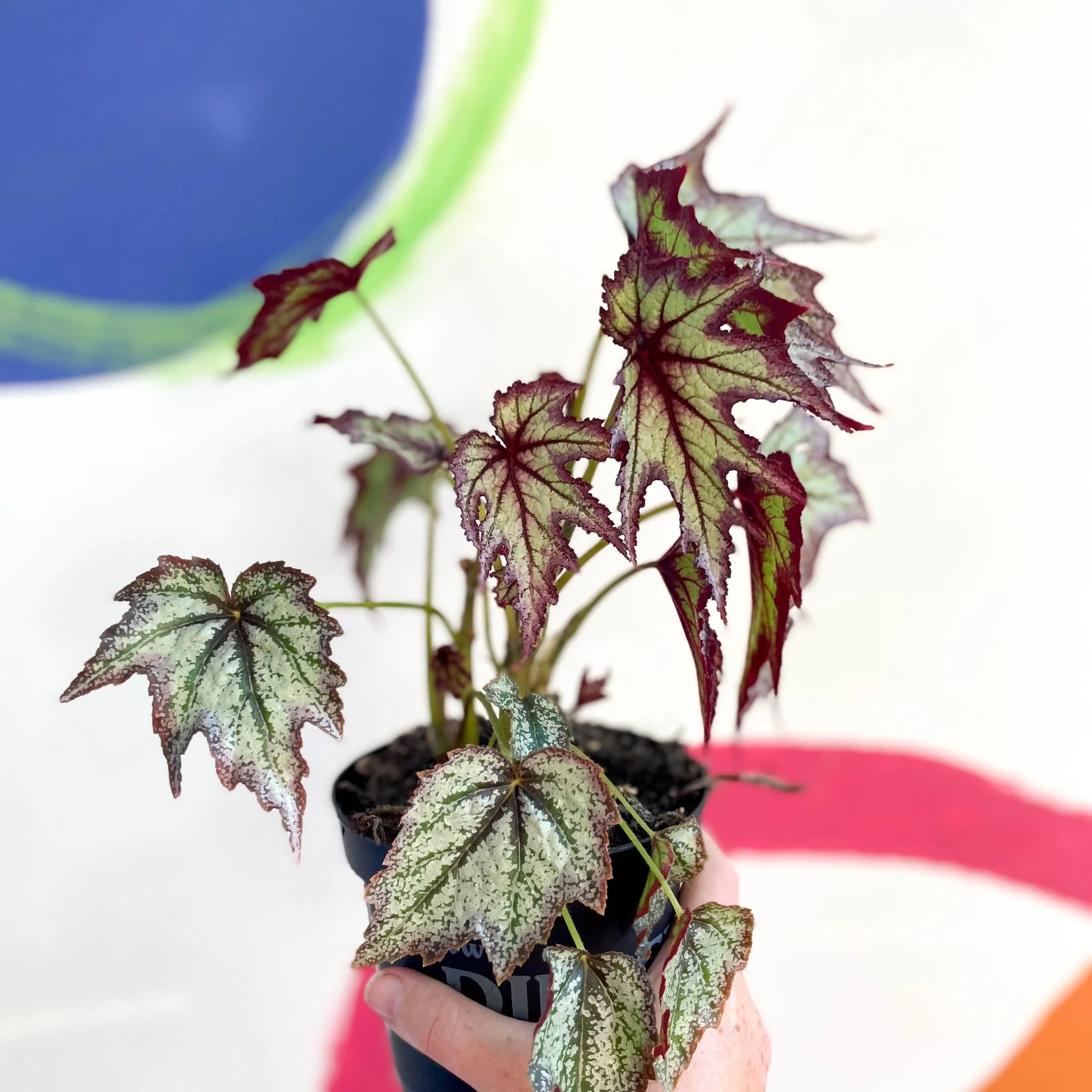 Begonia 'Connie Boswell' - Welsh Grown - Image 5