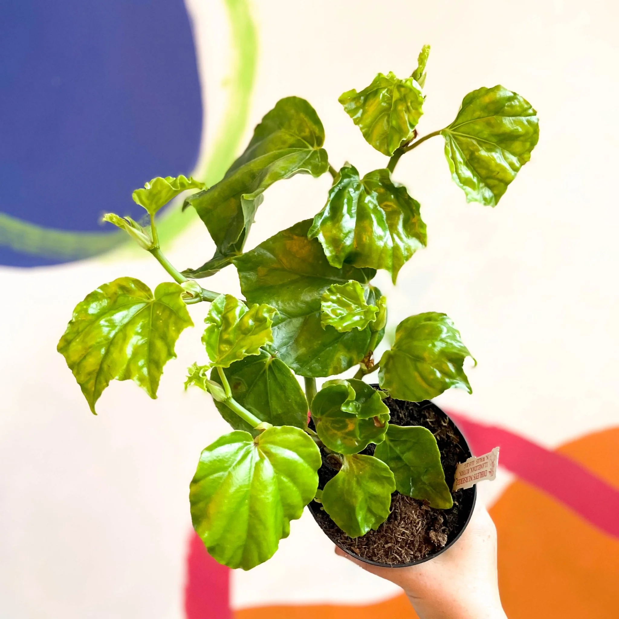 Begonia convolvulacea - Welsh Grown