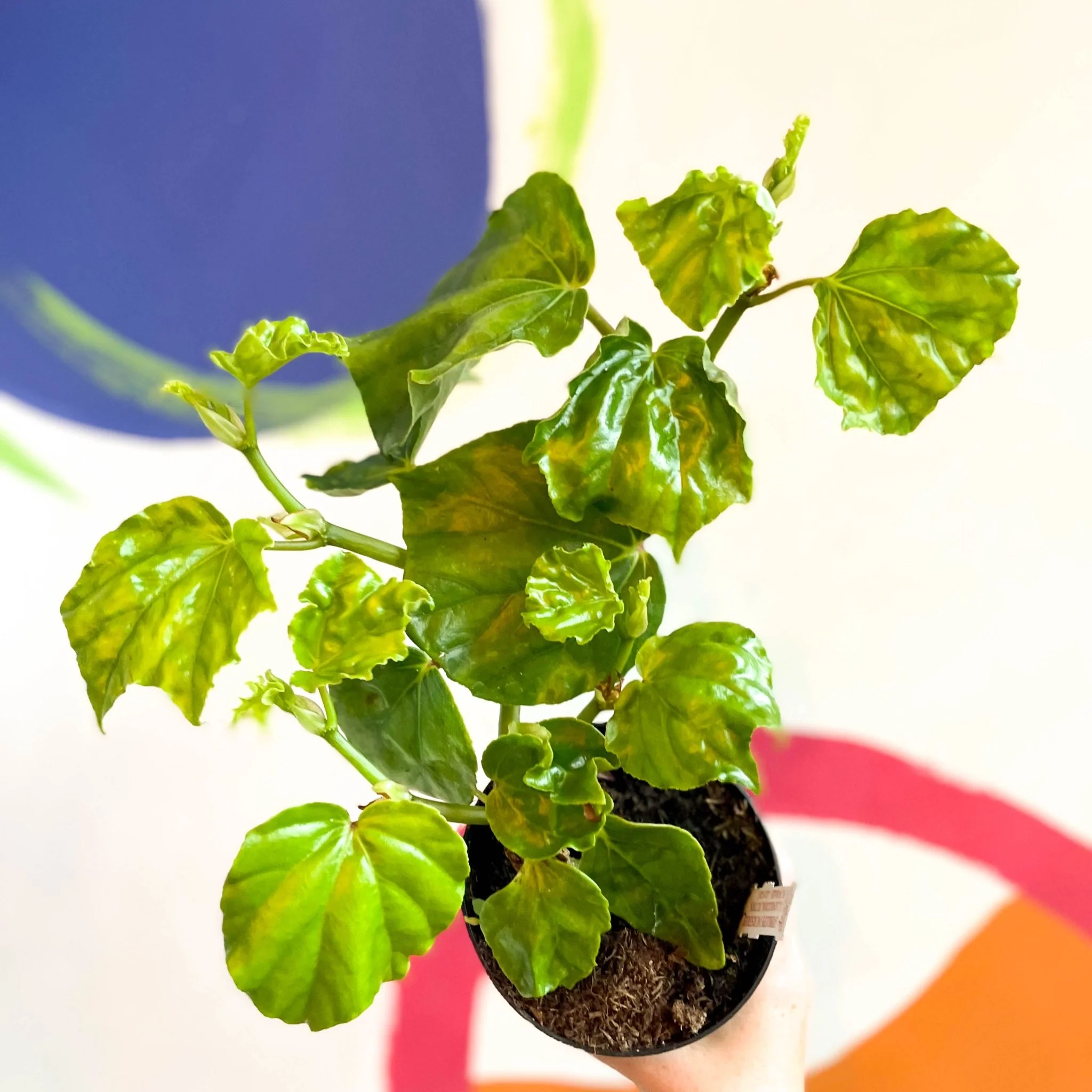 Begonia convolvulacea - Welsh Grown - Image 3