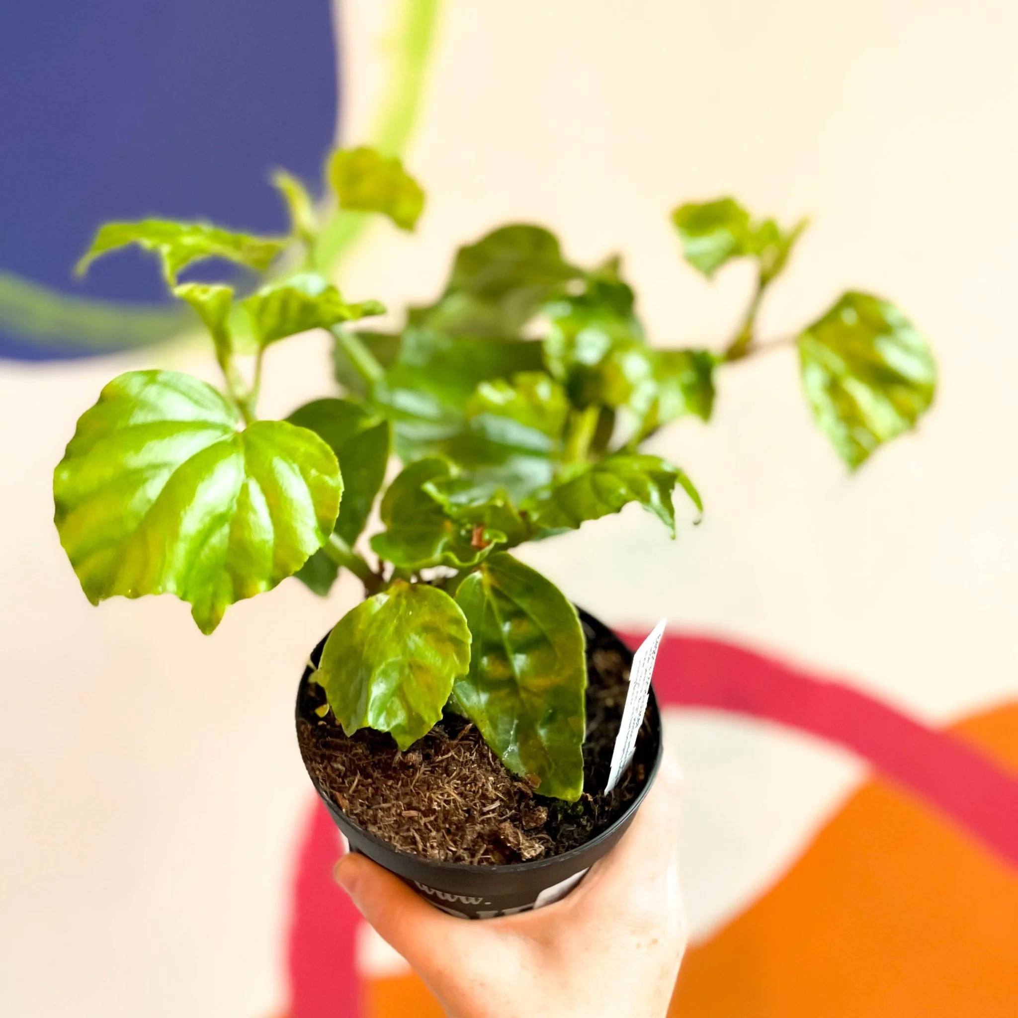 Begonia convolvulacea - Welsh Grown - Image 4