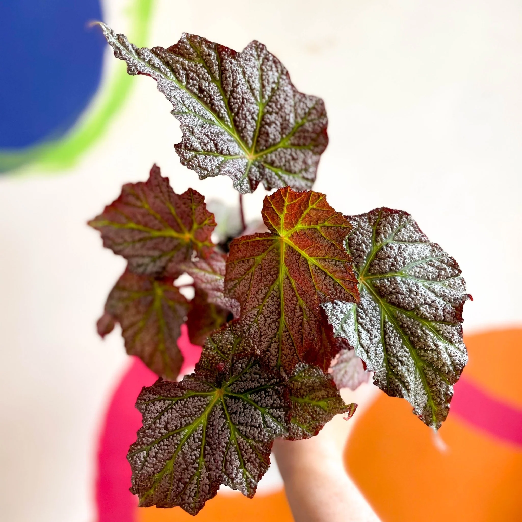 Begonia 'De Elegans' - Welsh Grown