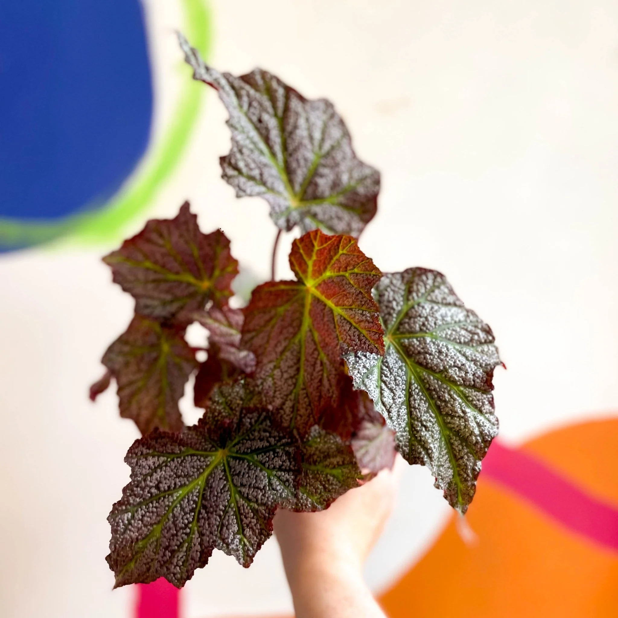 Begonia 'De Elegans' - Welsh Grown - Image 2