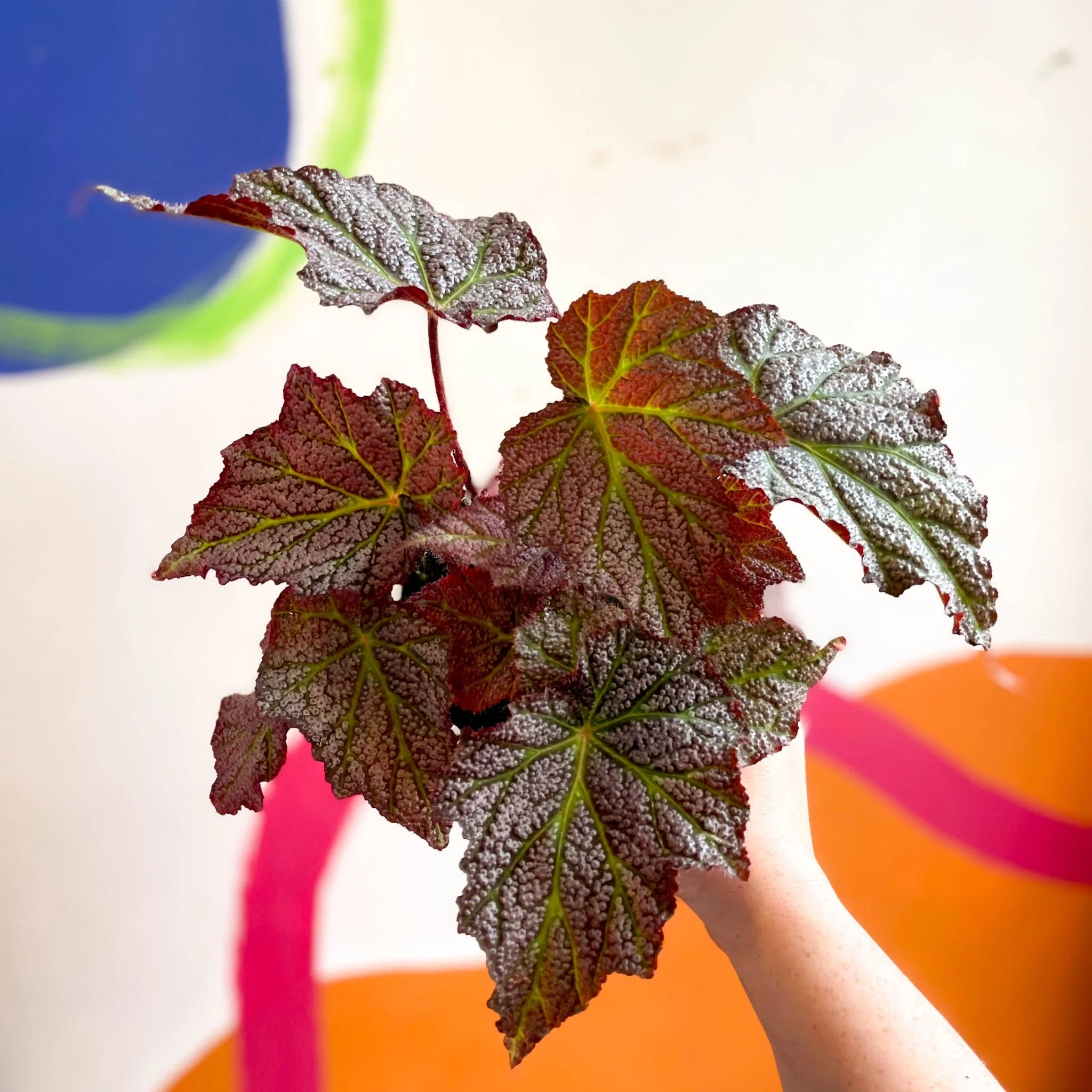 Begonia 'De Elegans' - Welsh Grown - Image 3