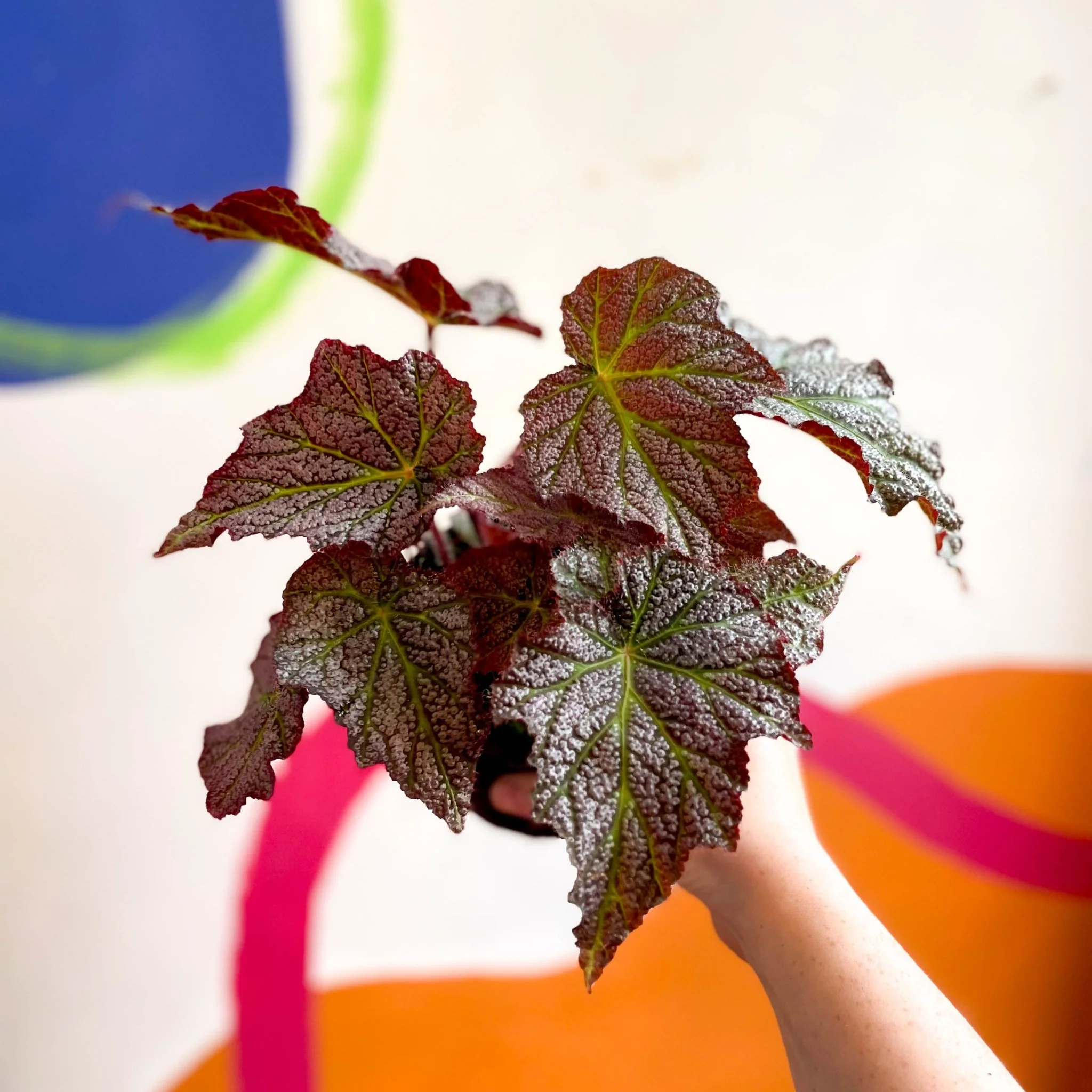 Begonia 'De Elegans' - Welsh Grown - Image 4