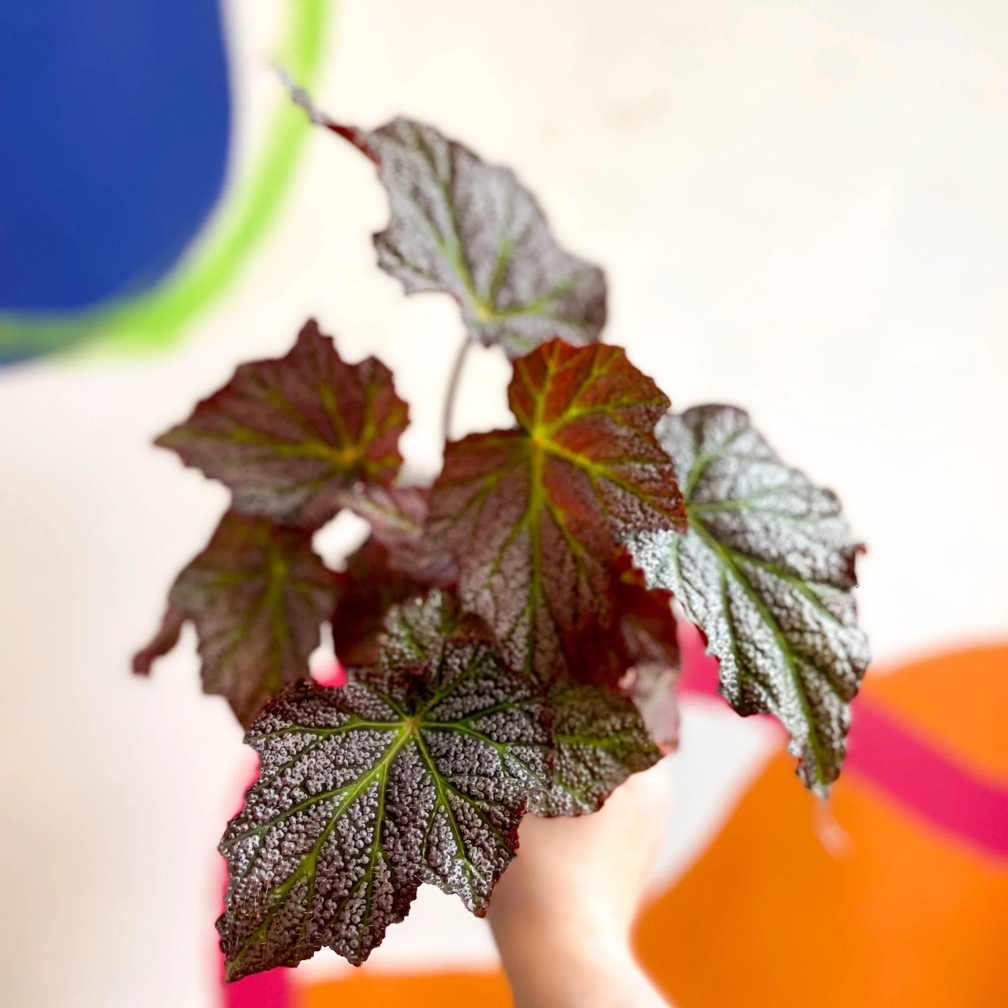 Begonia 'De Elegans' - Welsh Grown - Image 5