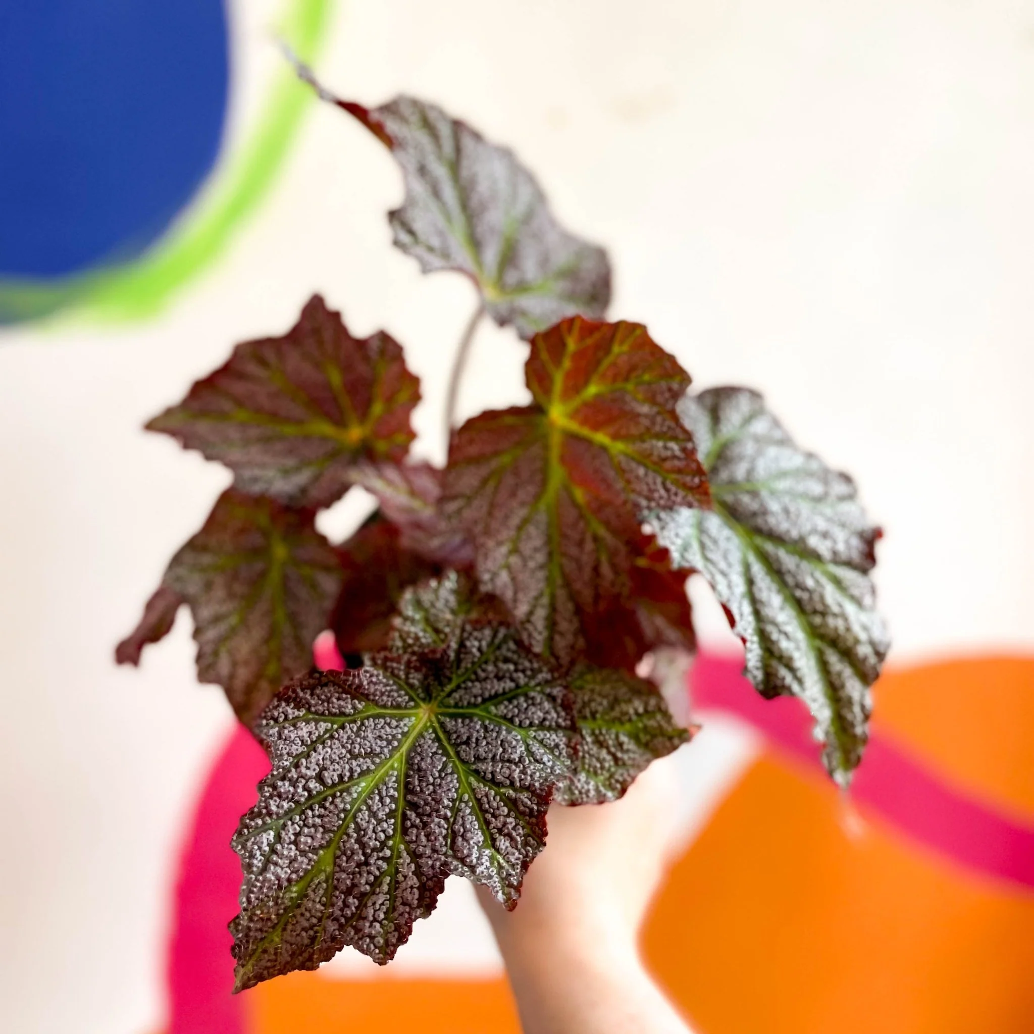 Begonia 'De Elegans' - Welsh Grown - Image 6