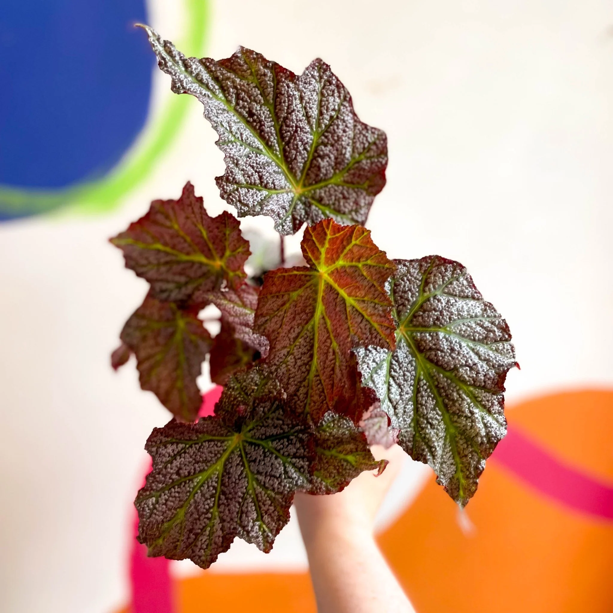 Begonia 'De Elegans' - Welsh Grown - Image 7
