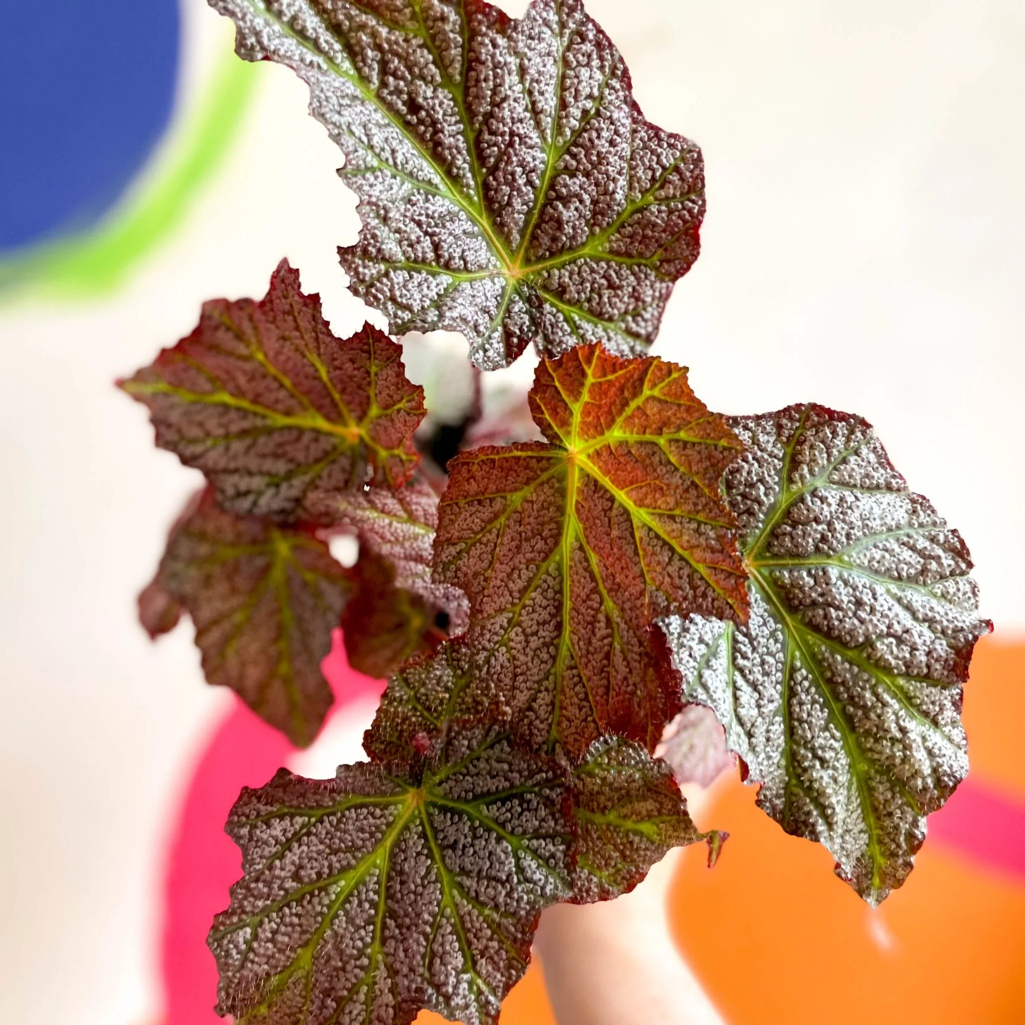 Begonia 'De Elegans' - Welsh Grown - Image 8