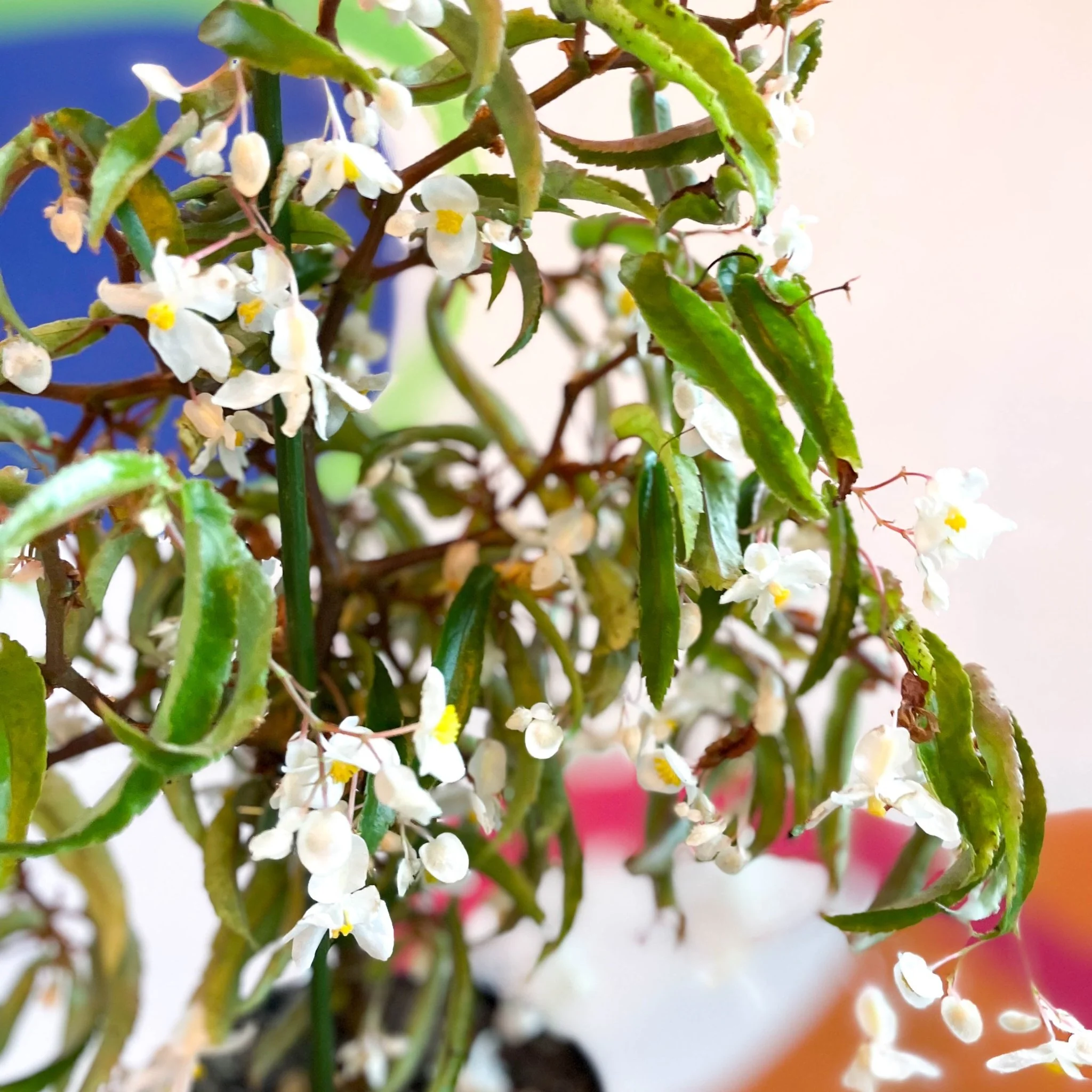 Begonia echinosepala var. elongatifolia - Welsh Grown - Image 2