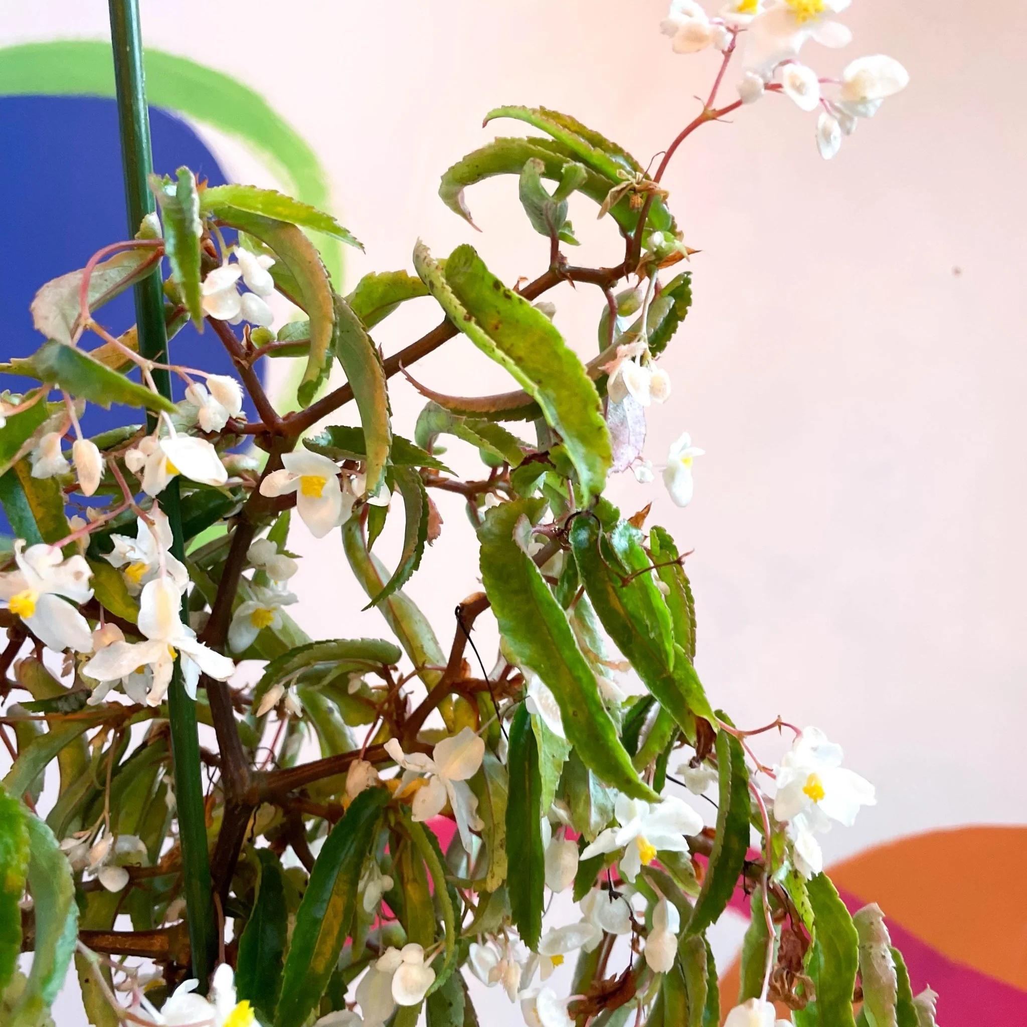 Begonia echinosepala var. elongatifolia - Welsh Grown - Image 3