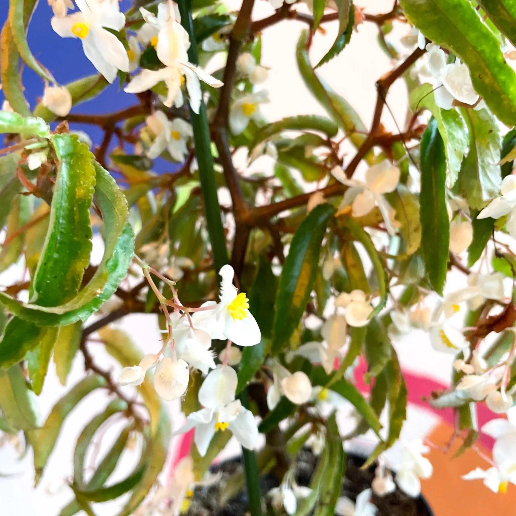 Begonia echinosepala var. elongatifolia - Welsh Grown - Image 4