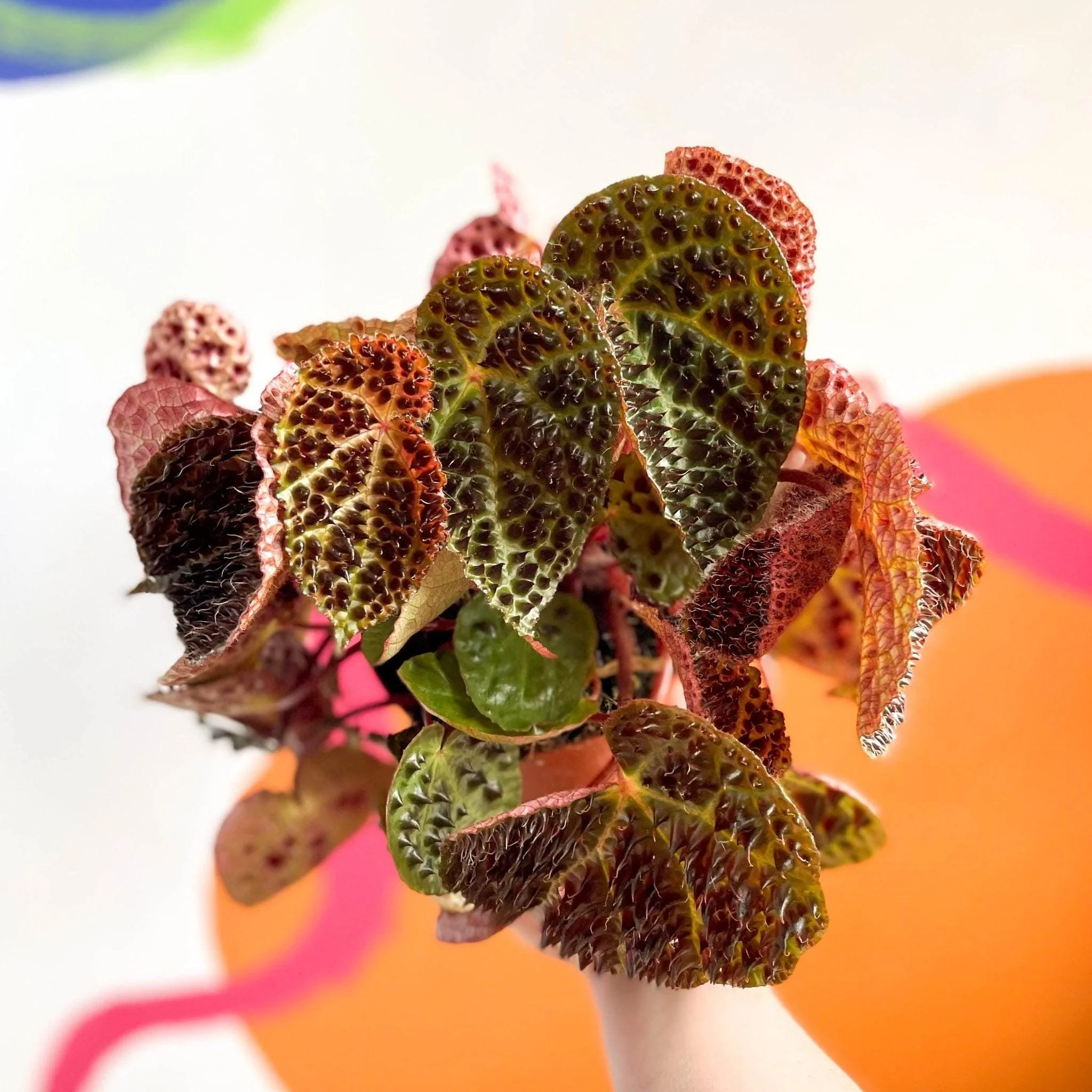 Begonia ferox - Fierce Plant