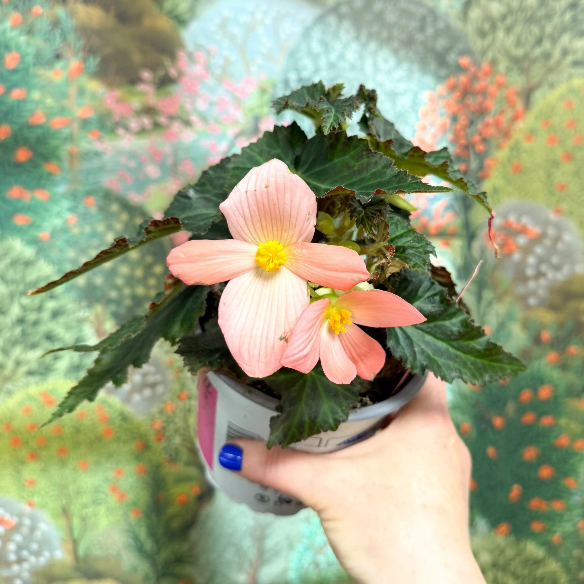 Begonia ‘Florencio Pink’