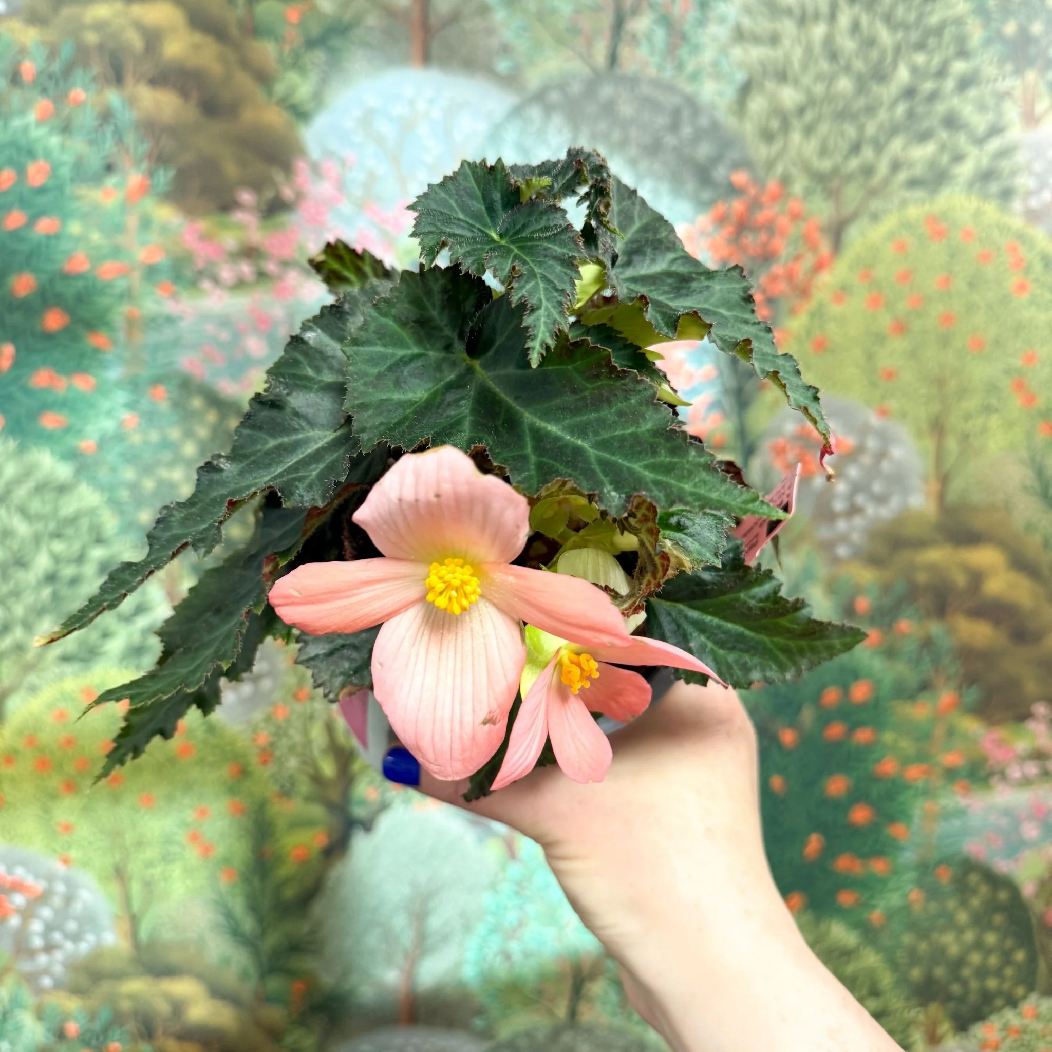 Begonia ‘Florencio Pink’ - Image 2