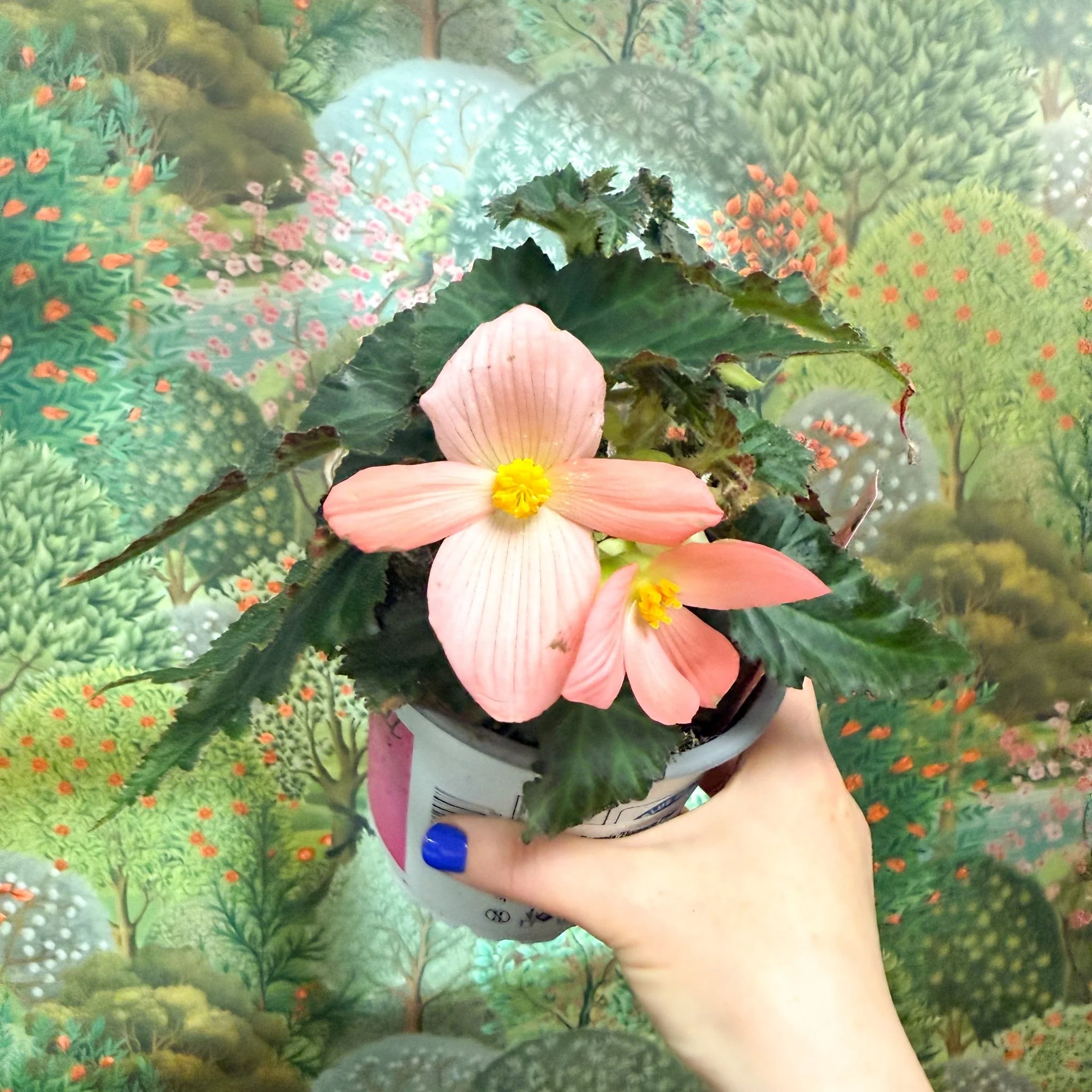 Begonia ‘Florencio Pink’ - Image 3