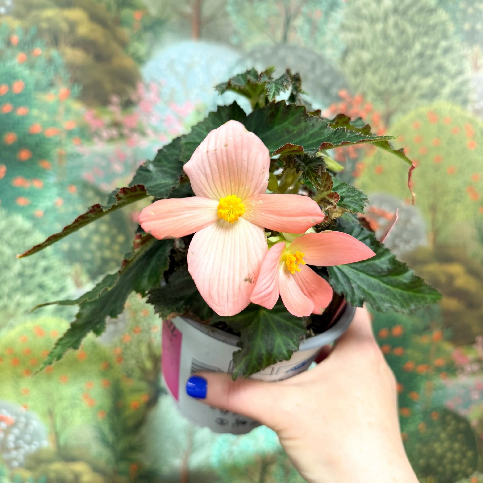 Begonia ‘Florencio Pink’ - Image 4