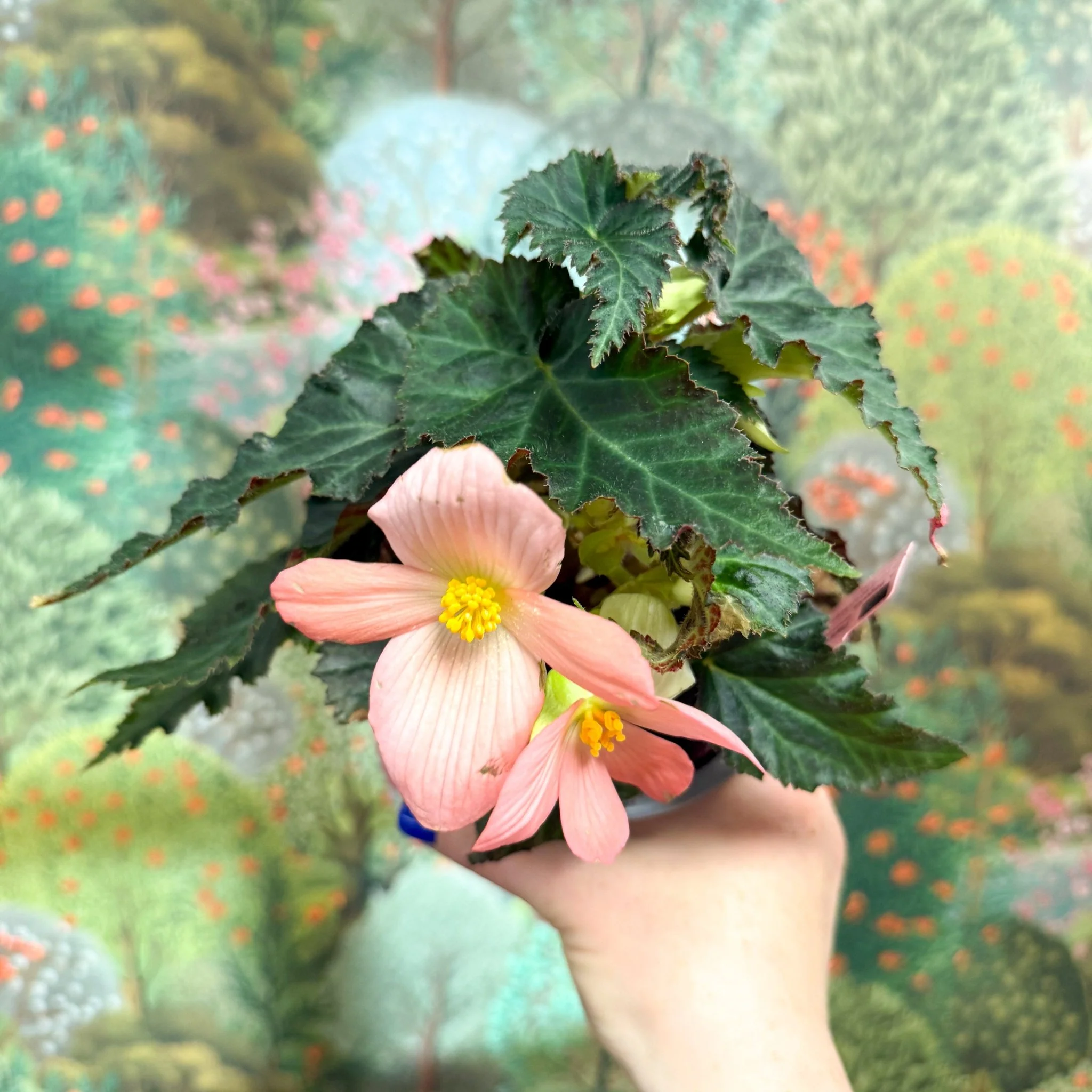 Begonia ‘Florencio Pink’ - Image 5