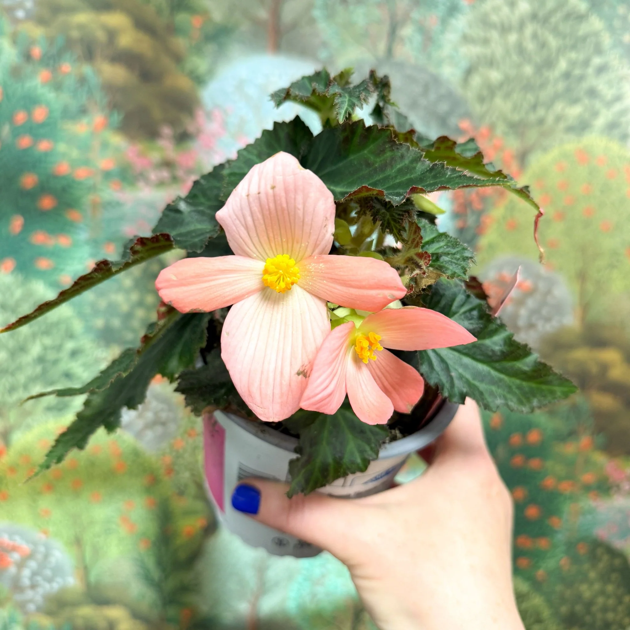 Begonia ‘Florencio Pink’ - Image 6