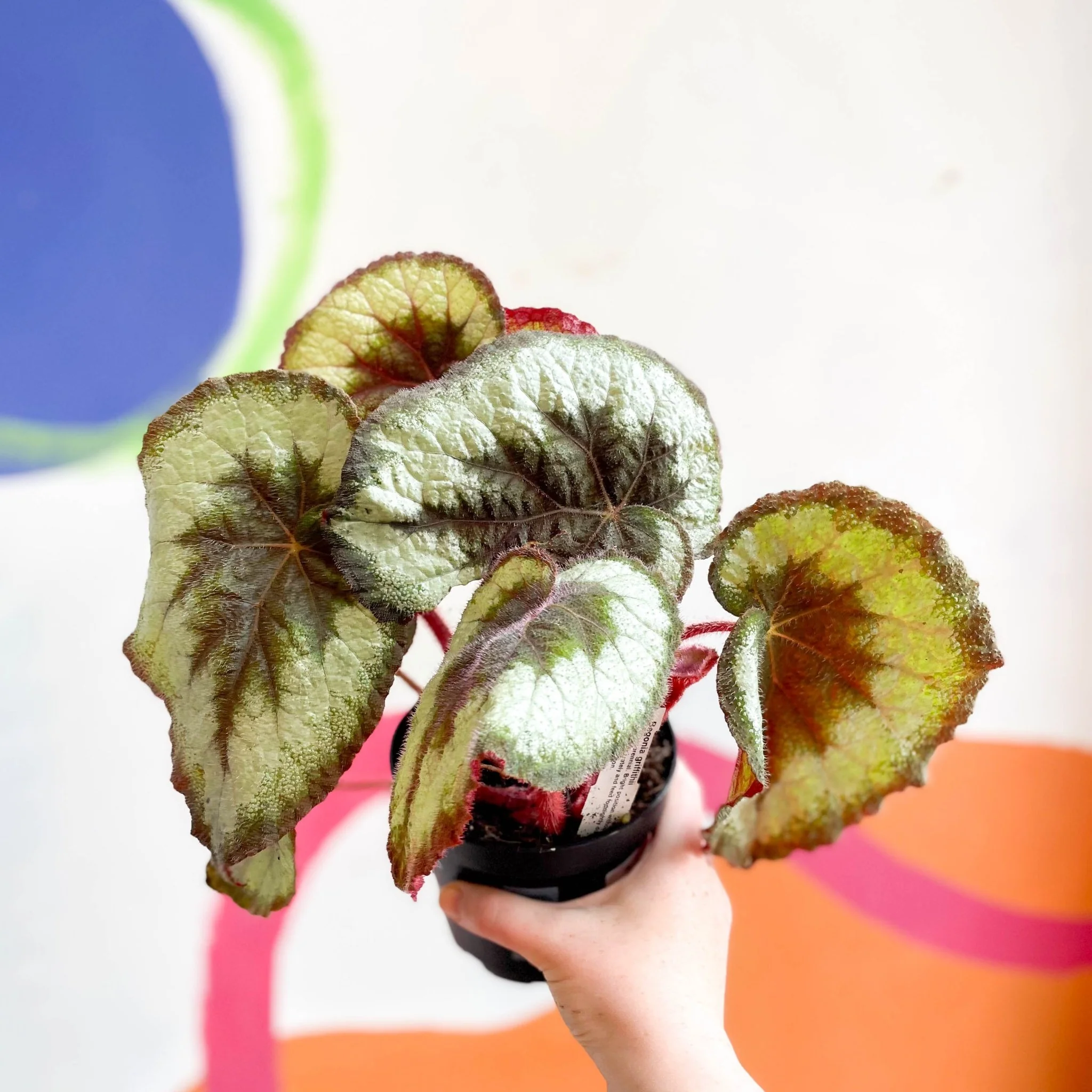 Begonia griffithii - Welsh Grown