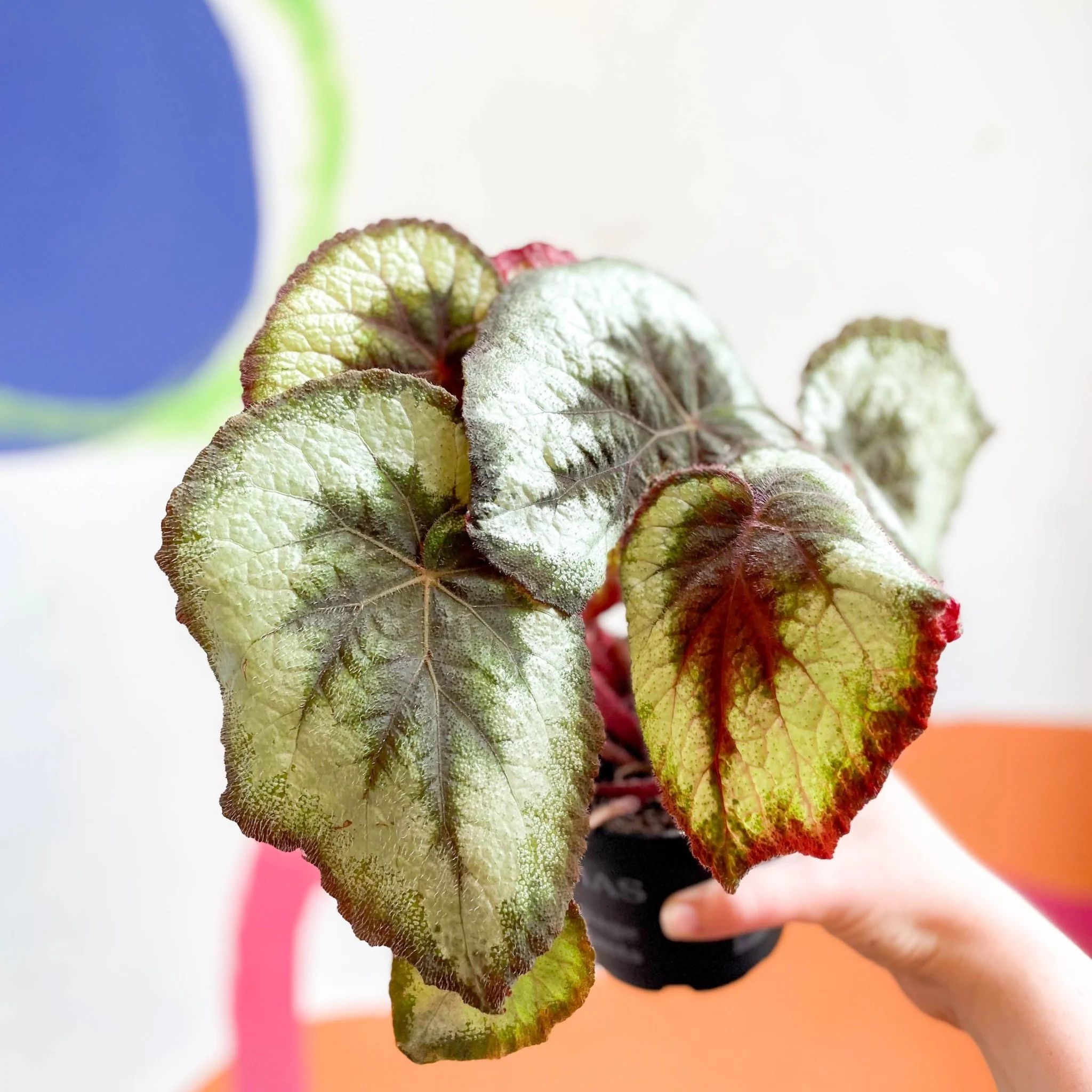 Begonia griffithii - Welsh Grown - Image 2