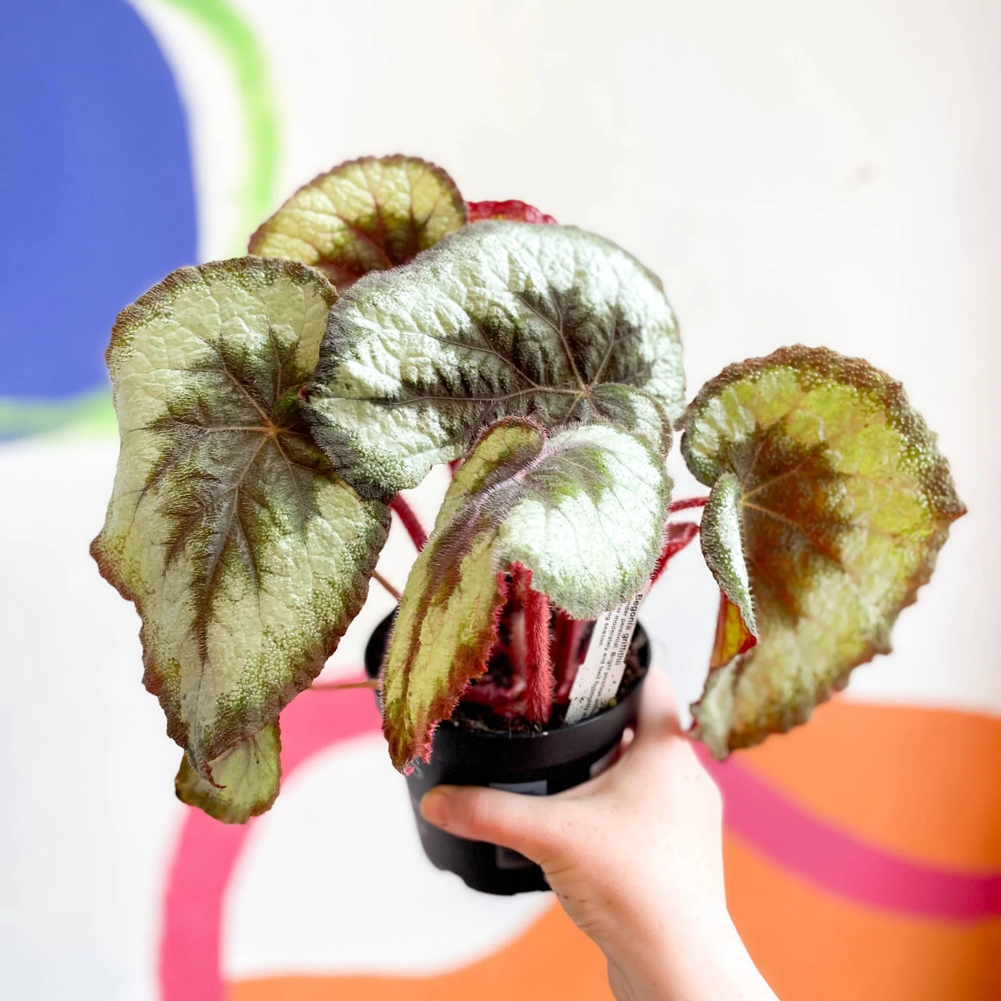 Begonia griffithii - Welsh Grown - Image 3