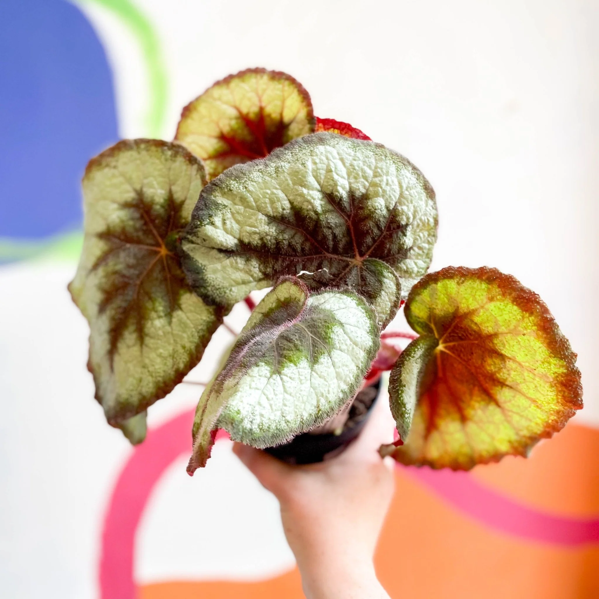Begonia griffithii - Welsh Grown - Image 4