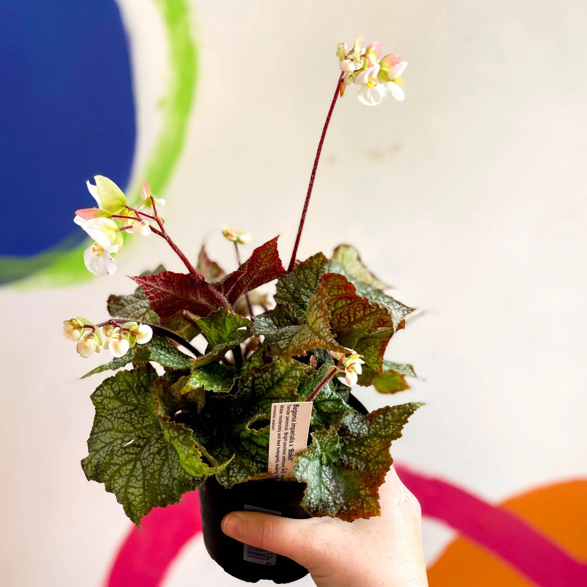 Begonia imperialis x 'Bokit' - Welsh Grown - Image 2