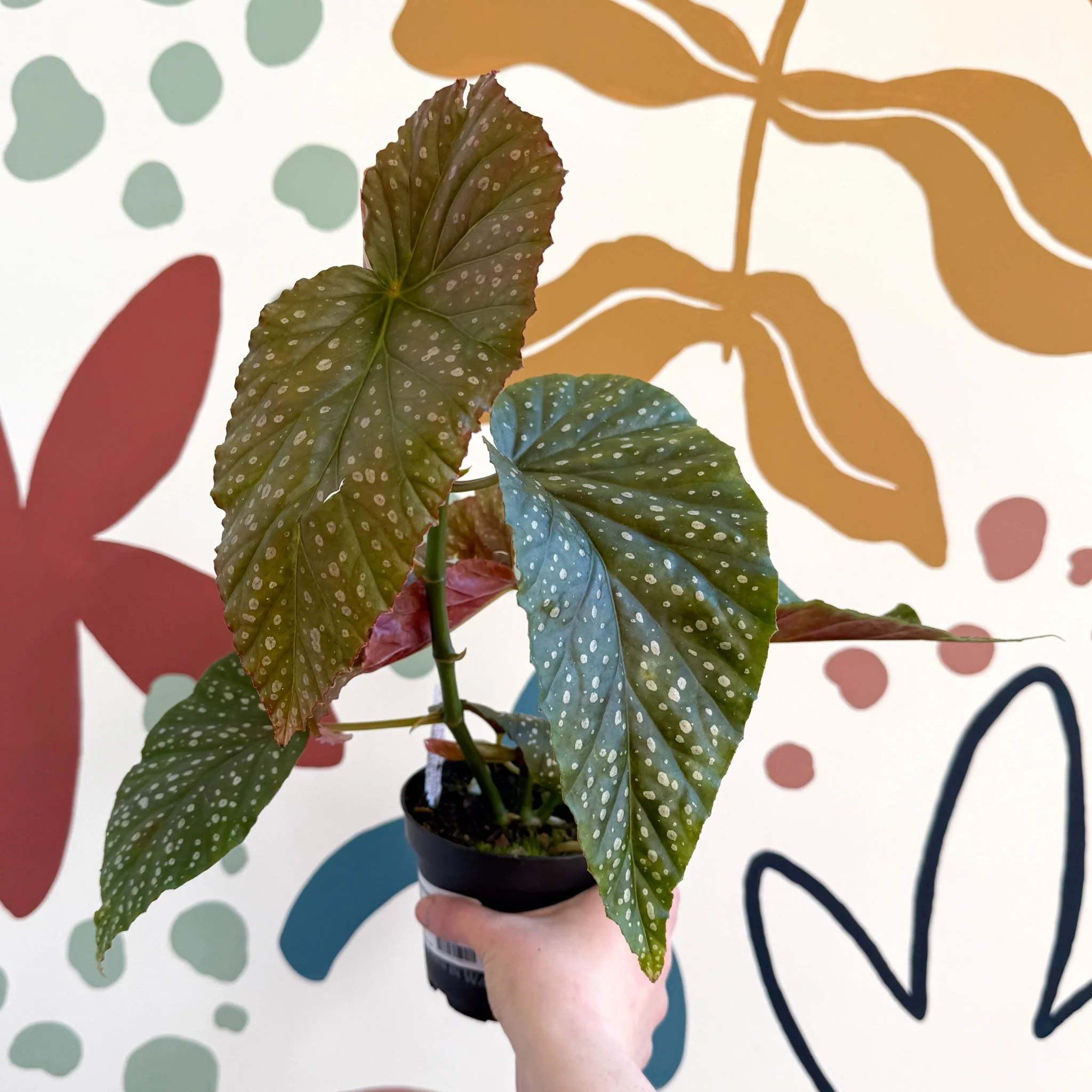 Begonia 'Lucerna' - Welsh Grown