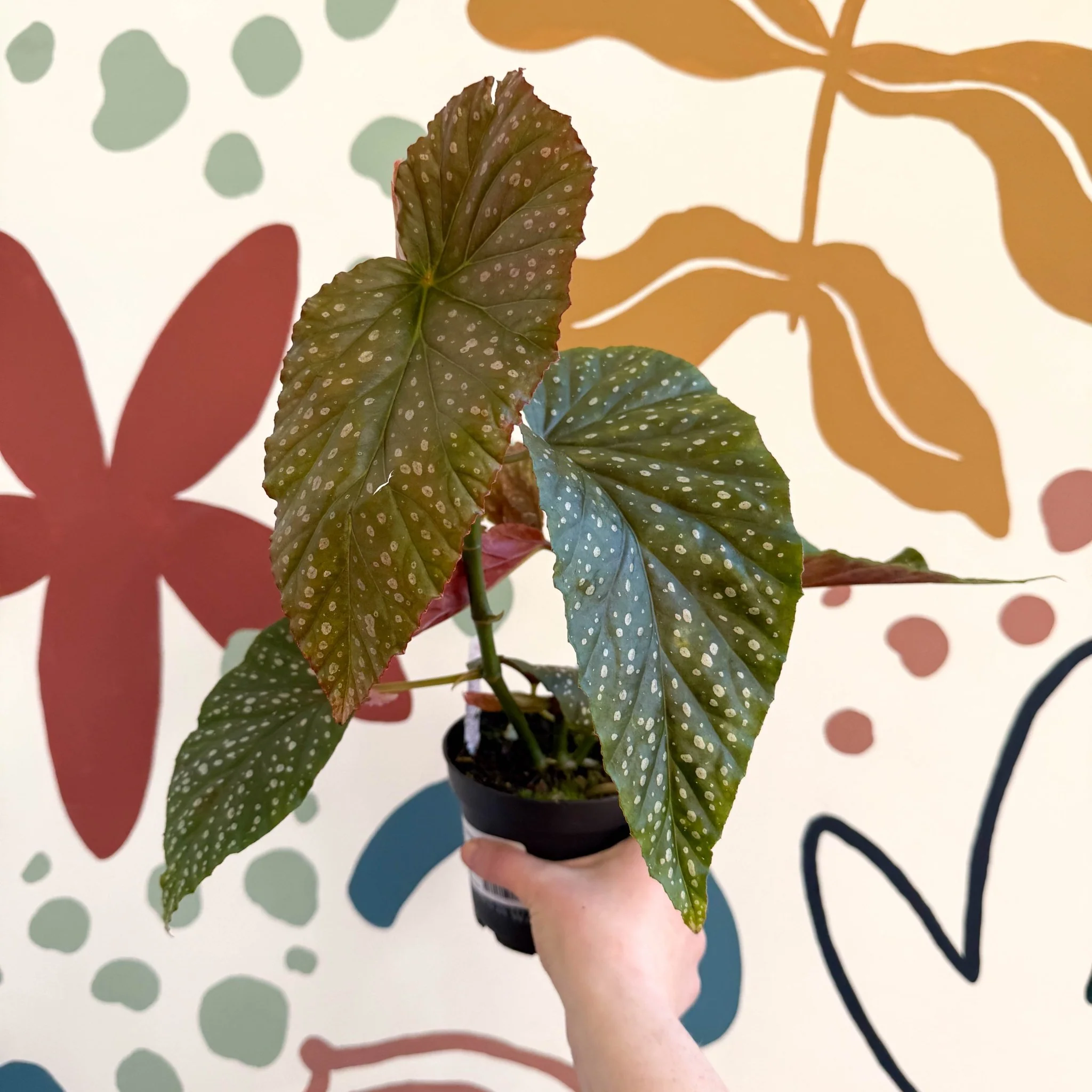 Begonia 'Lucerna' - Welsh Grown - Image 2