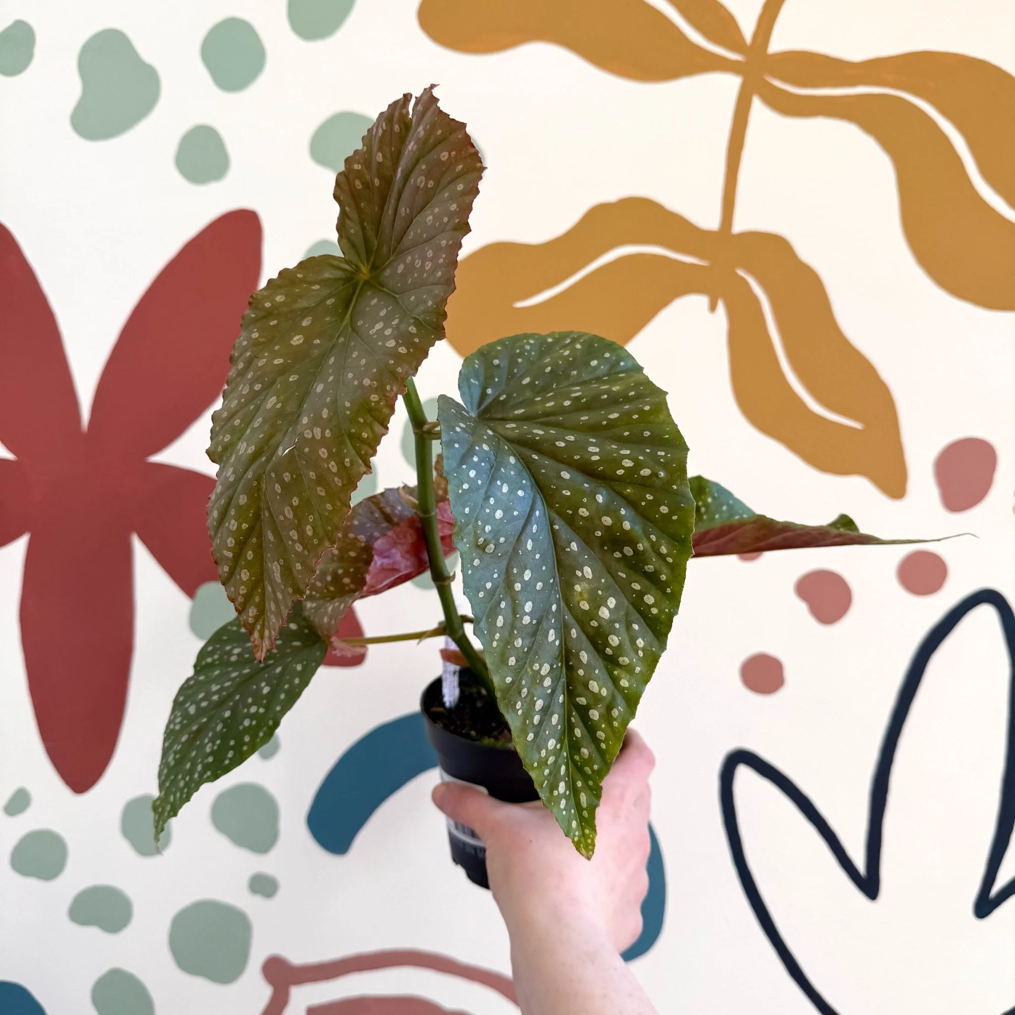 Begonia 'Lucerna' - Welsh Grown - Image 3
