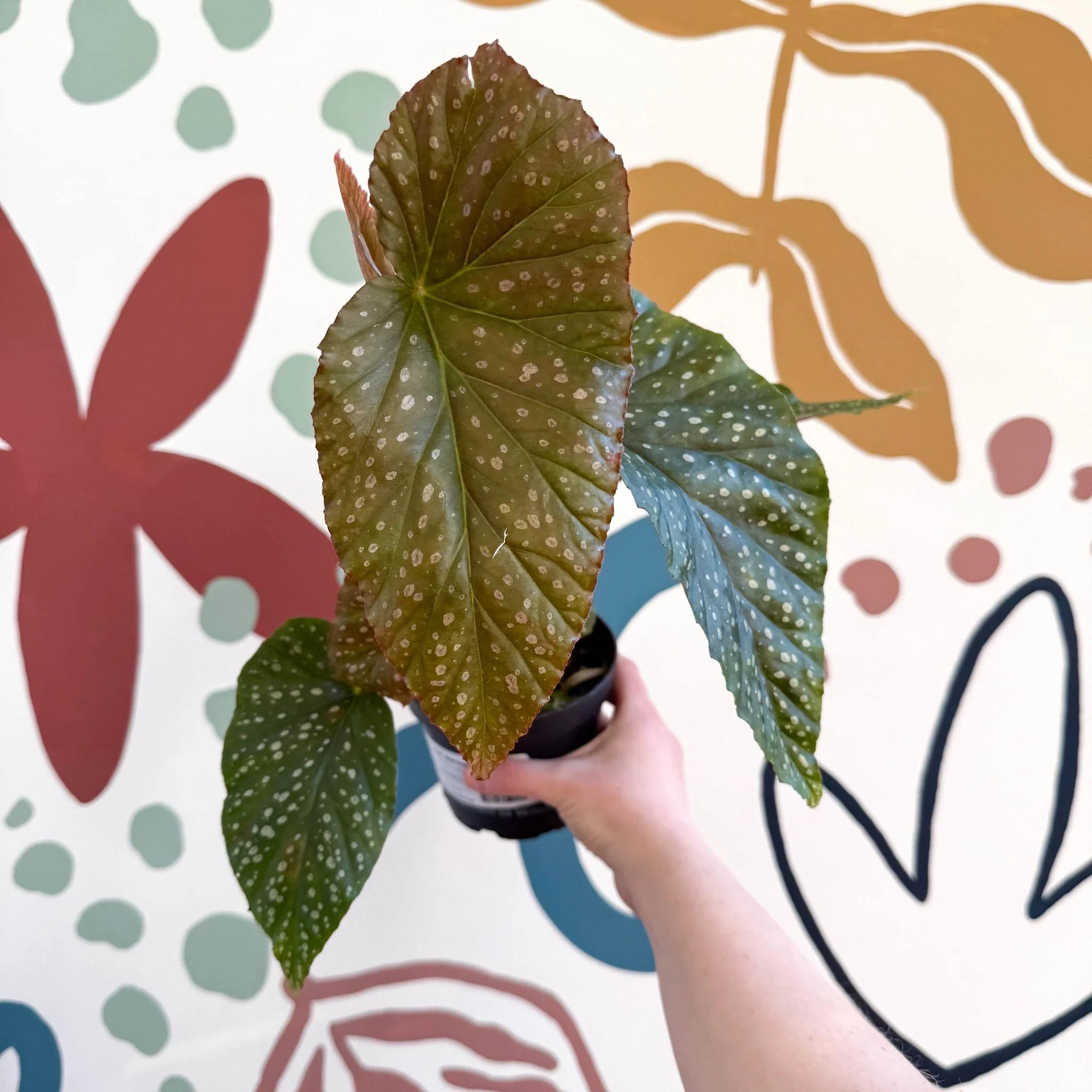 Begonia 'Lucerna' - Welsh Grown - Image 4